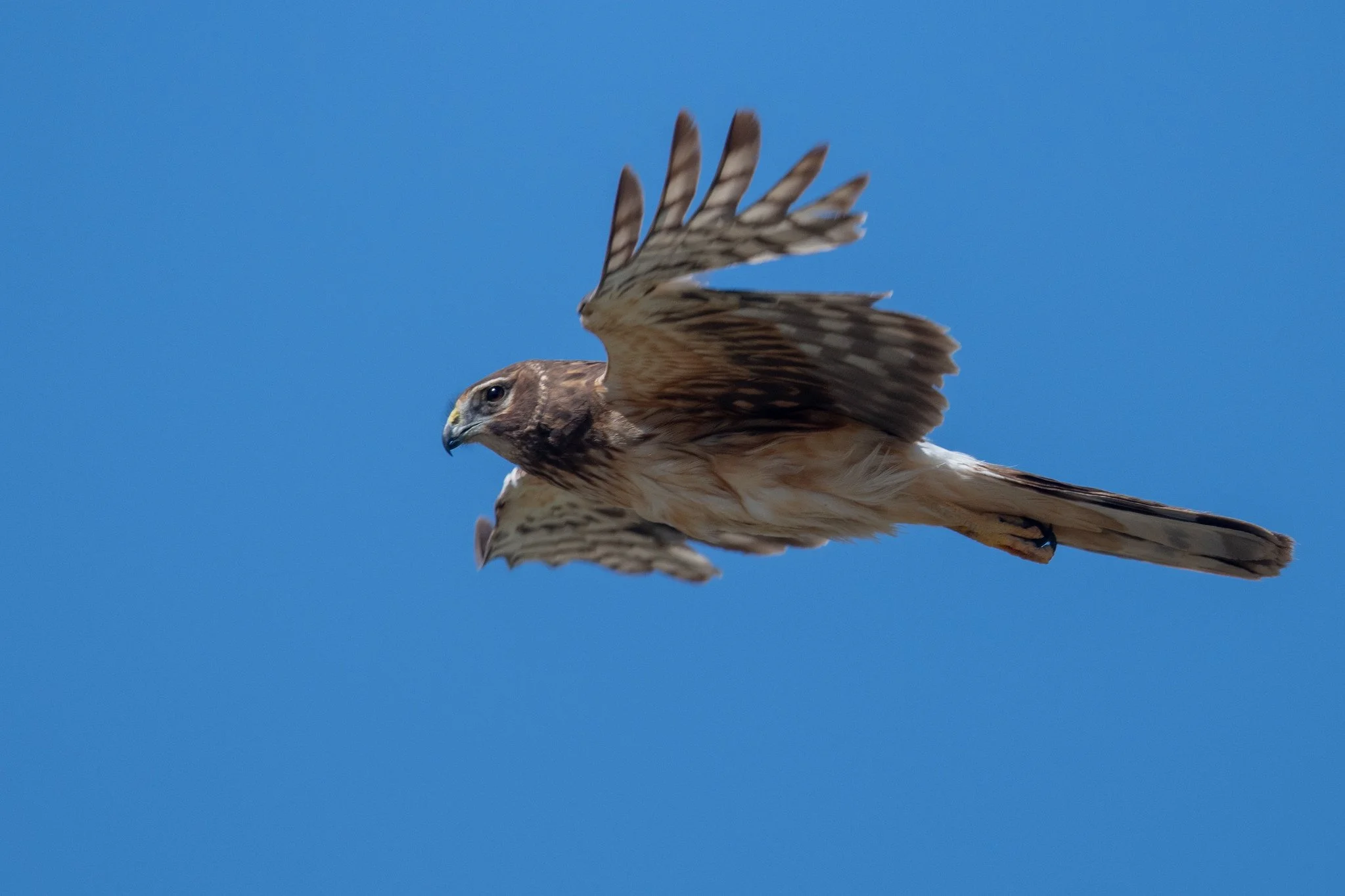 Northern Harrier (Circus hudsonius)
