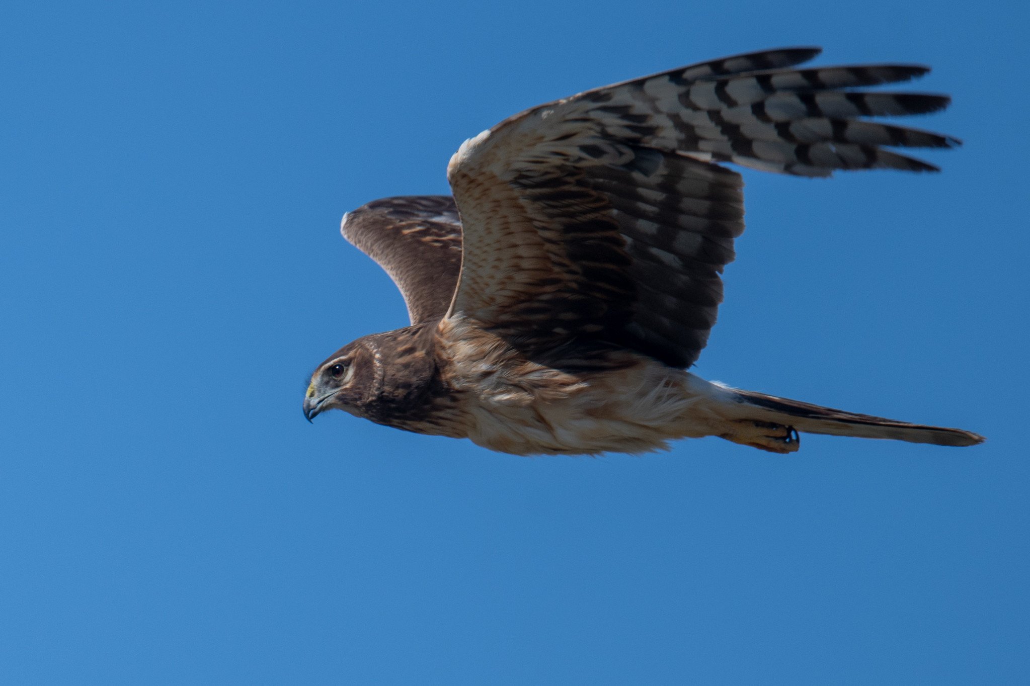 Northern Harrier (Circus hudsonius)