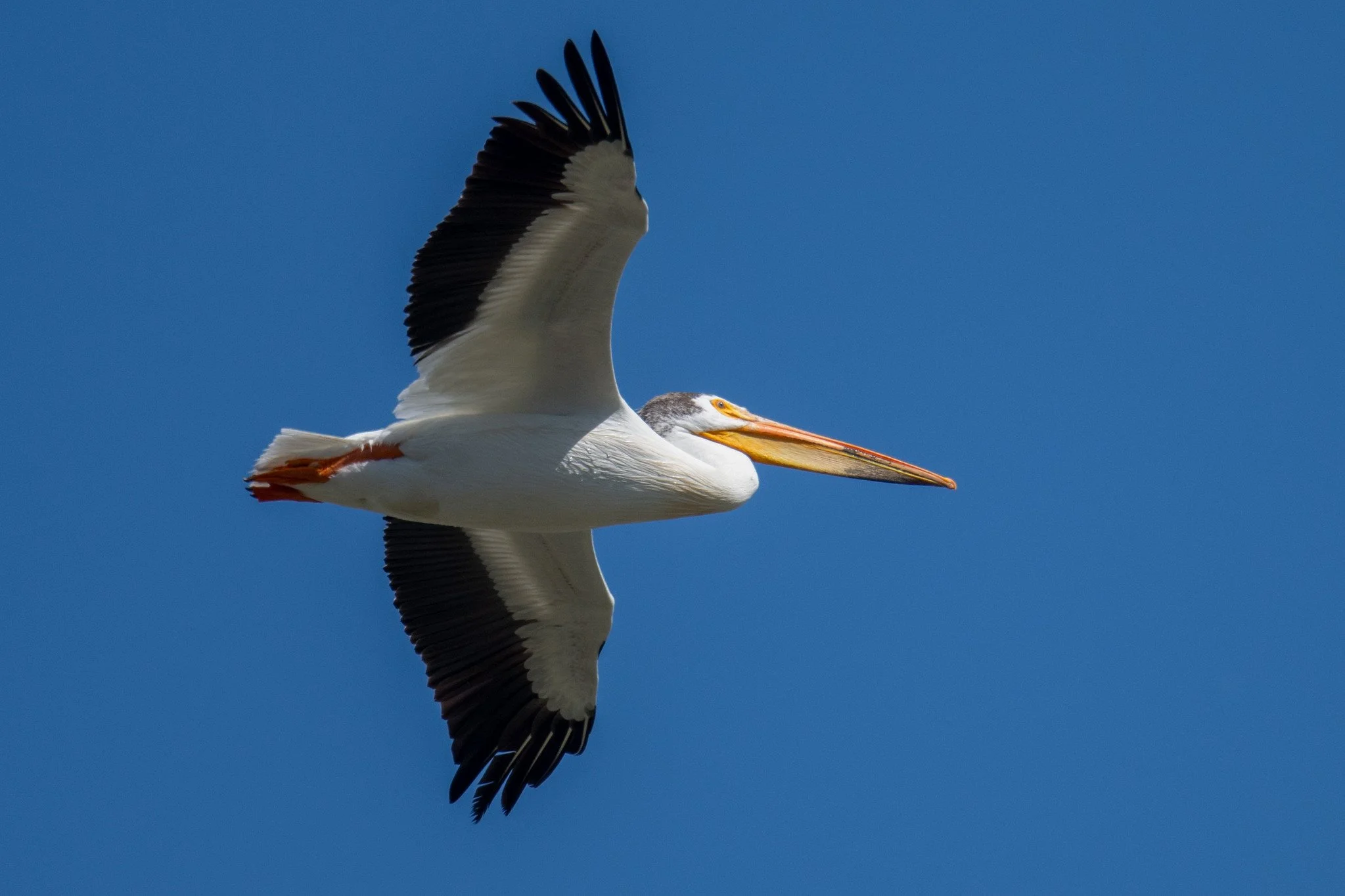 American White Pelican (Pelecanus erythrorhynchos)