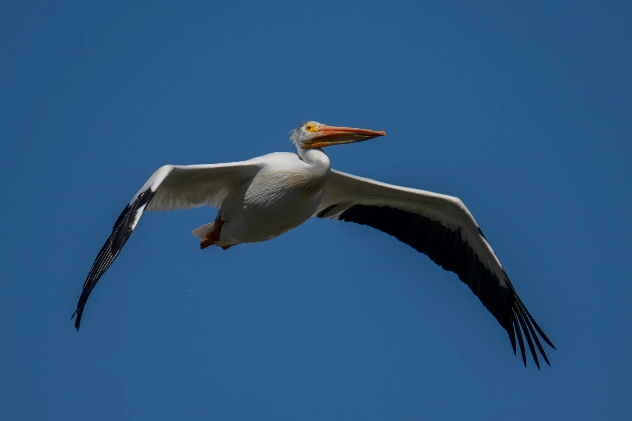 American White Pelican (Pelecanus erythrorhynchos)