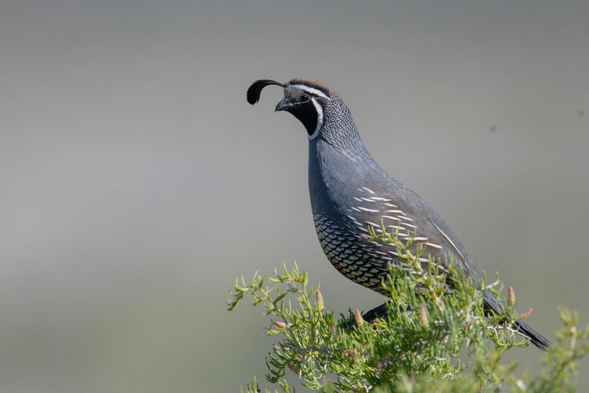 California Quail (Callipepla californica)