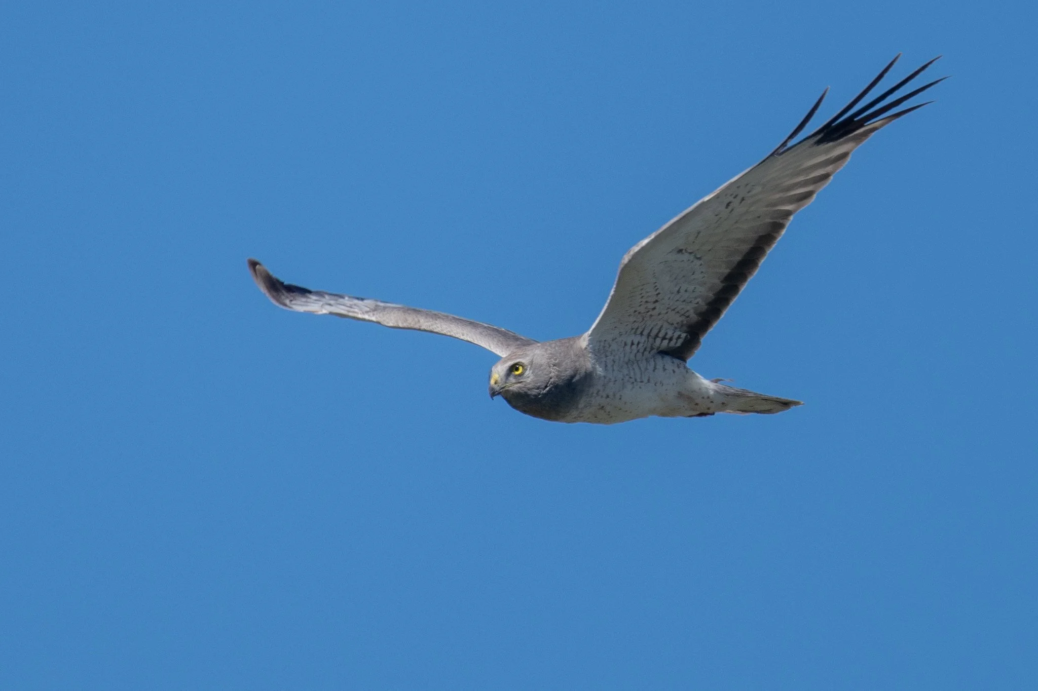 Northern Harrier (Circus hudsonius)