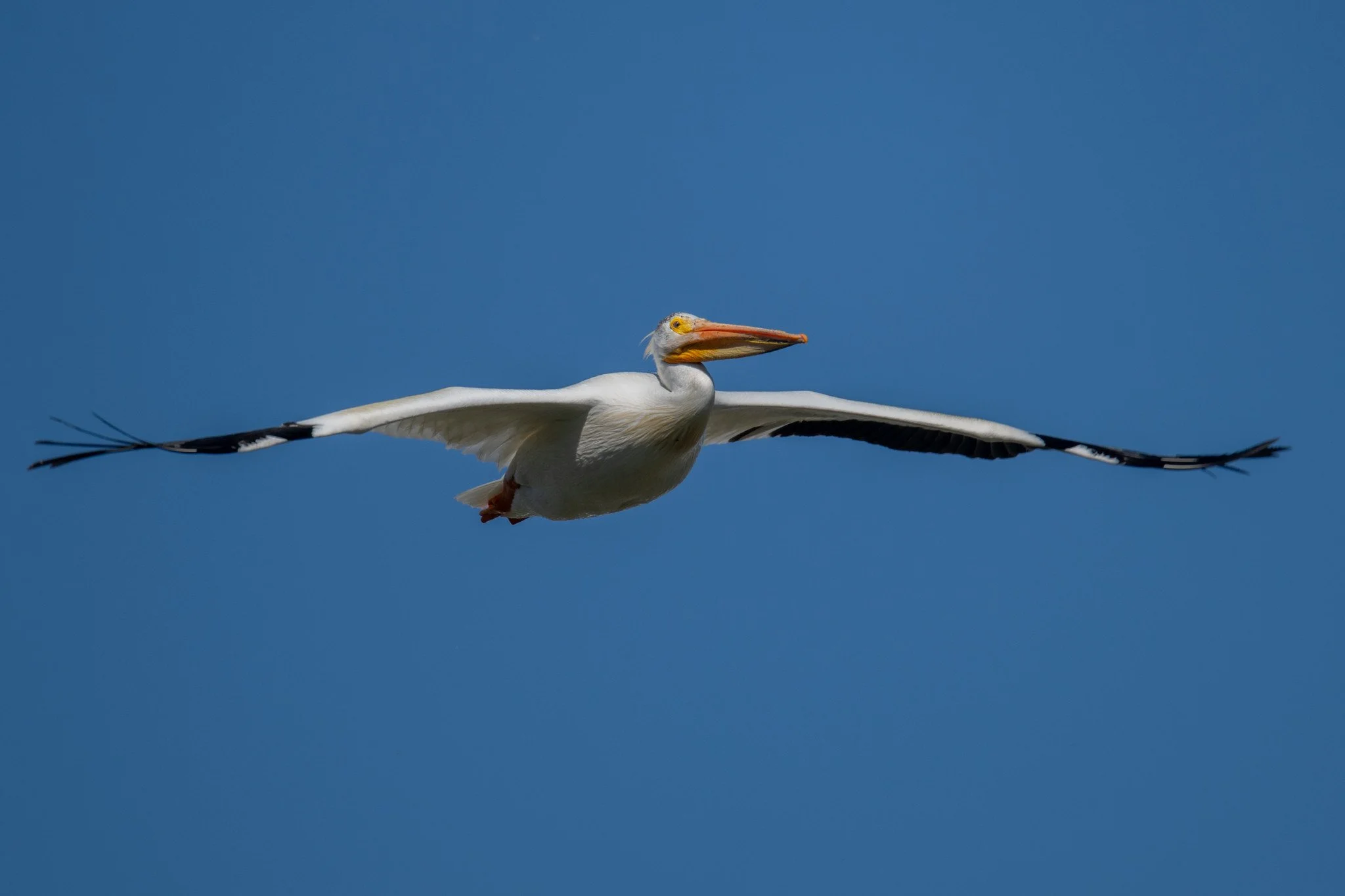 American White Pelican (Pelecanus erythrorhynchos)