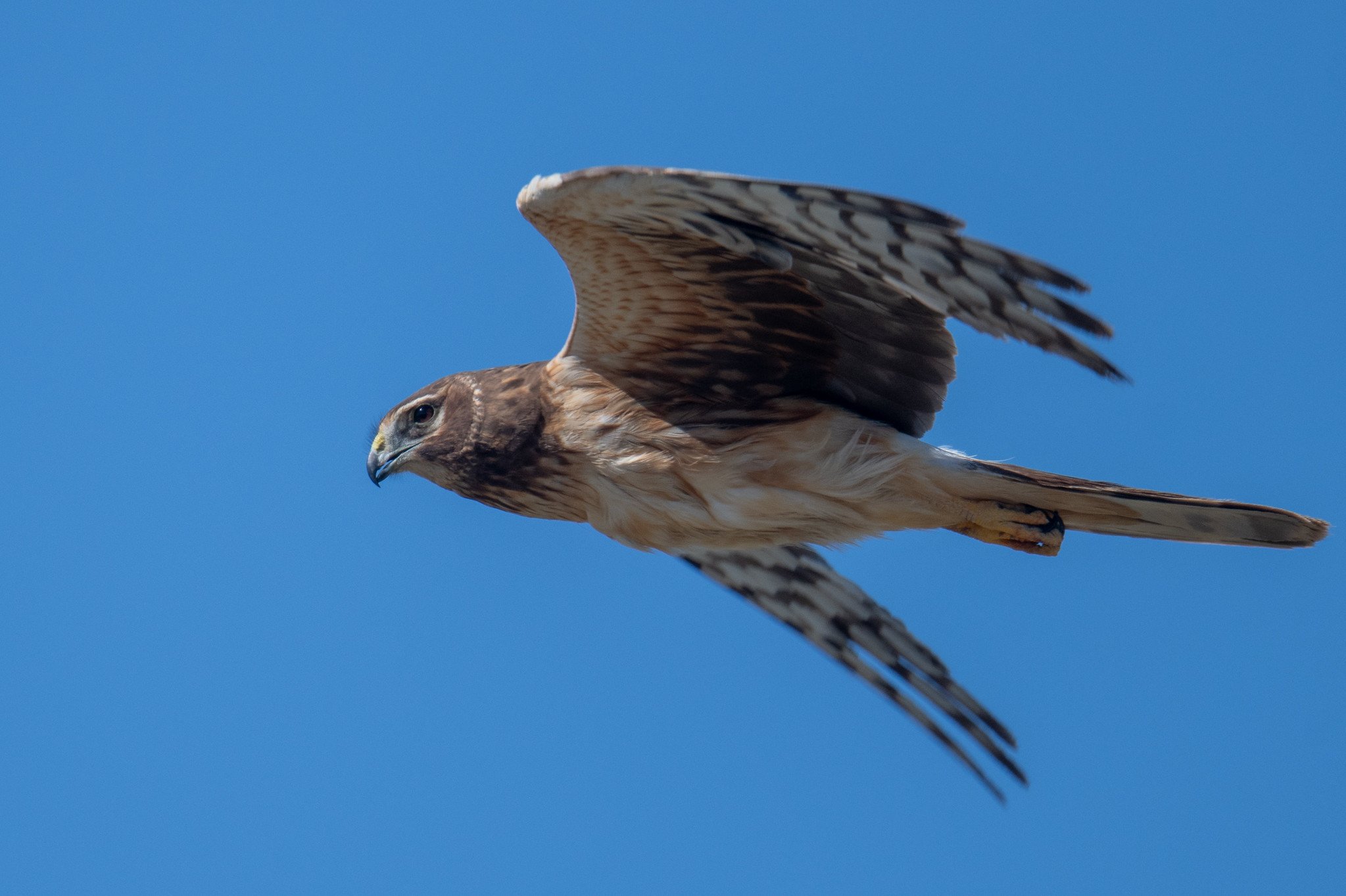 Northern Harrier (Circus hudsonius)