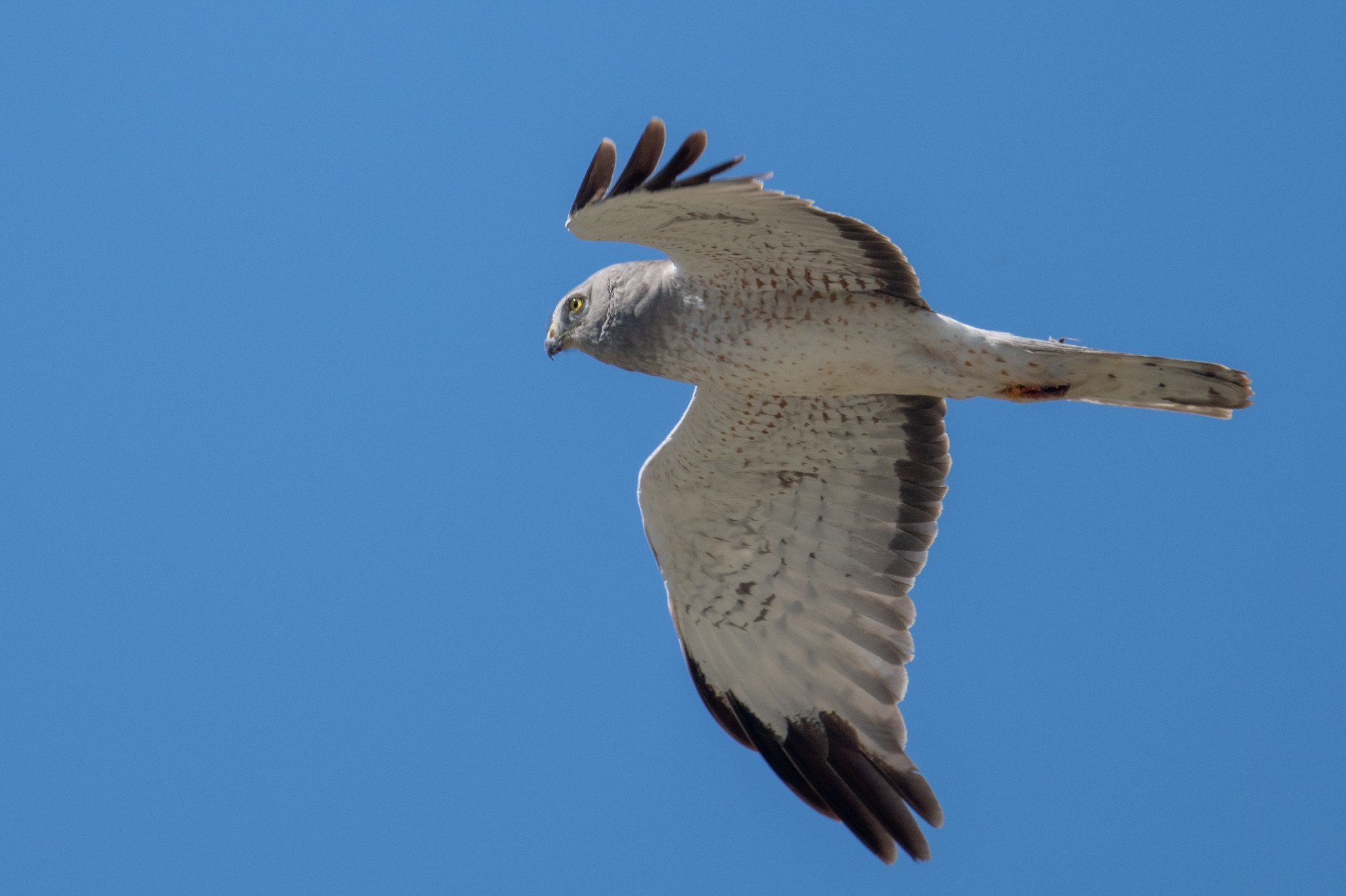Northern Harrier (Circus hudsonius)