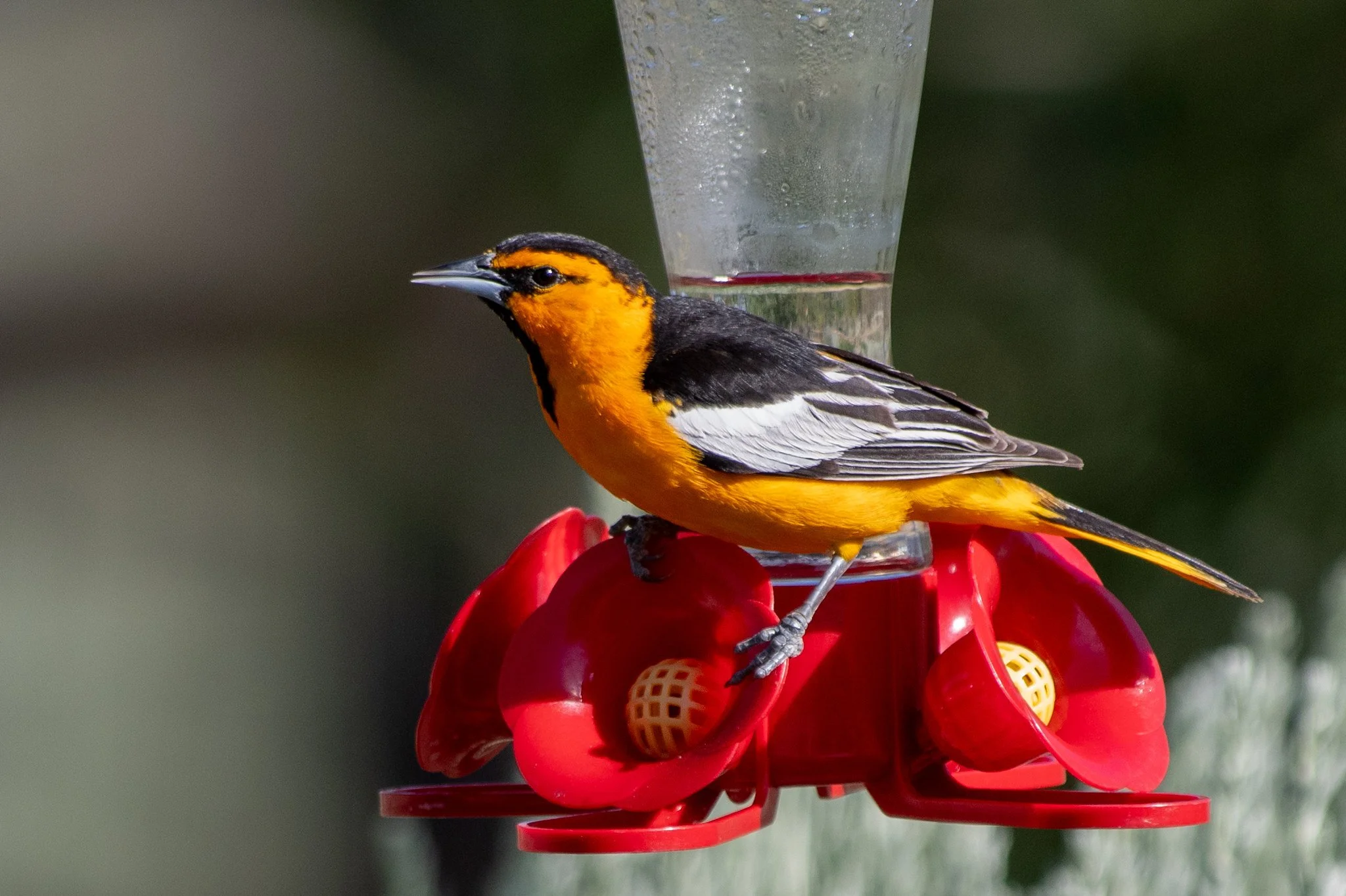 Bullock's Oriole (Icterus bullockii)