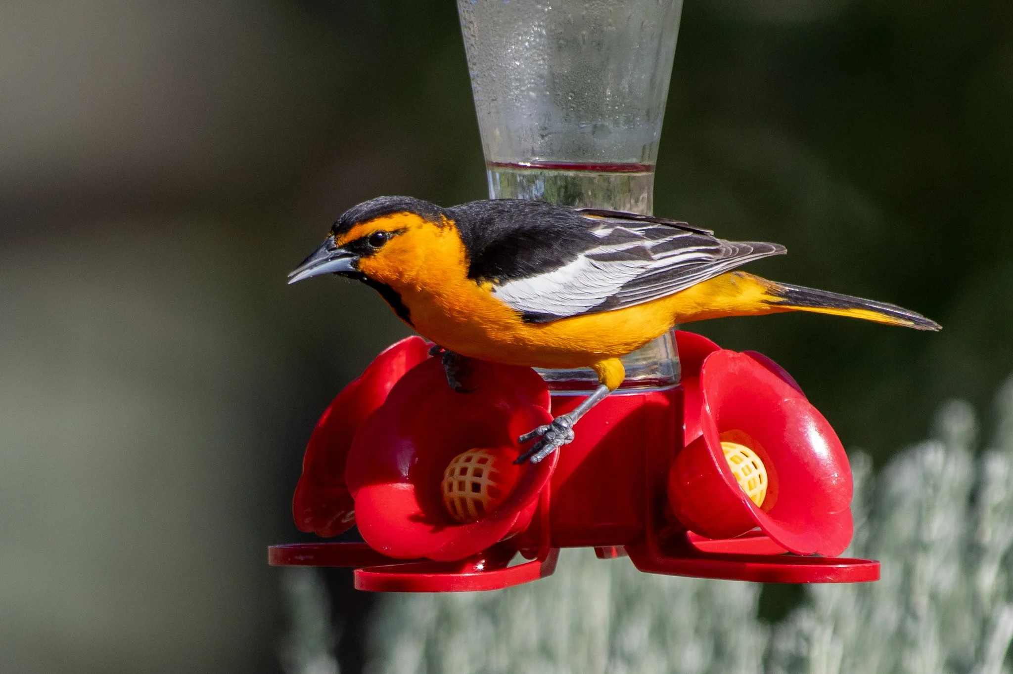 Bullock's Oriole (Icterus bullockii)