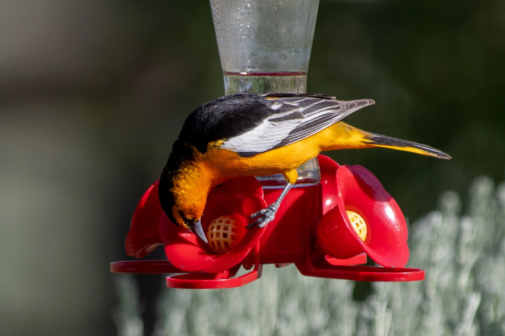 Bullock's Oriole (Icterus bullockii)