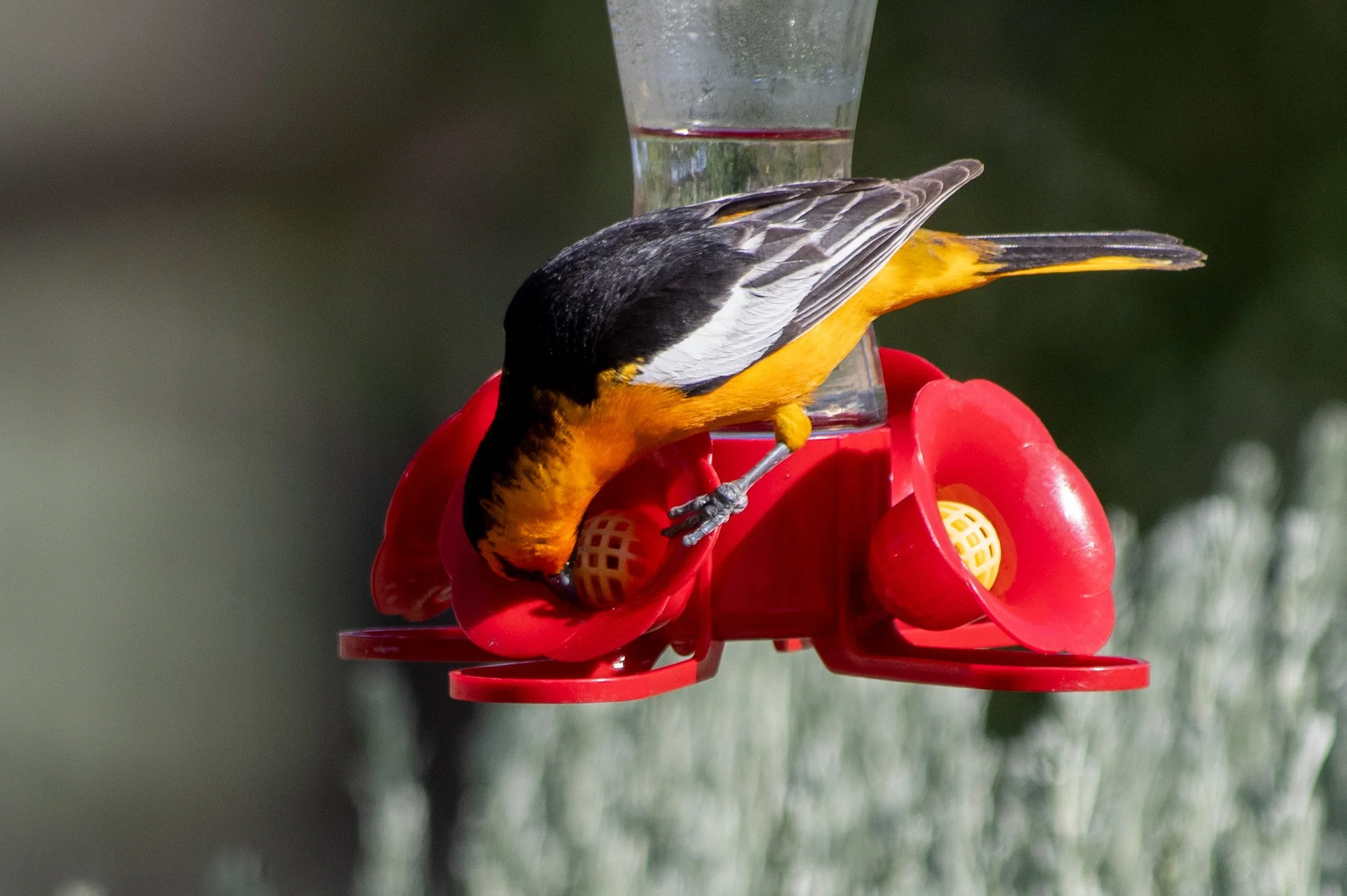 Bullock's Oriole (Icterus bullockii)