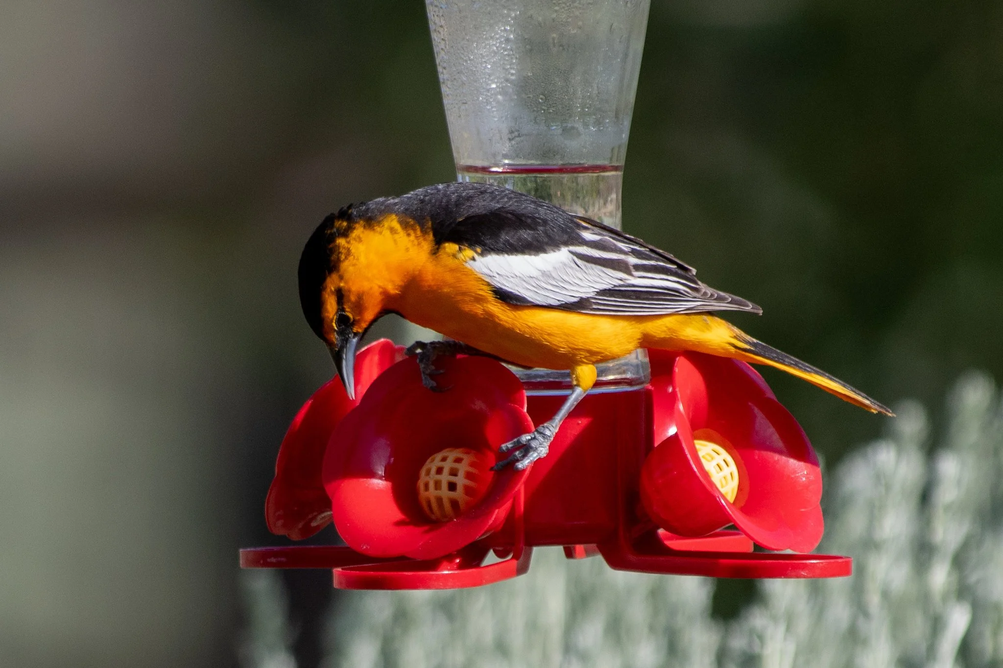 Bullock's Oriole (Icterus bullockii)