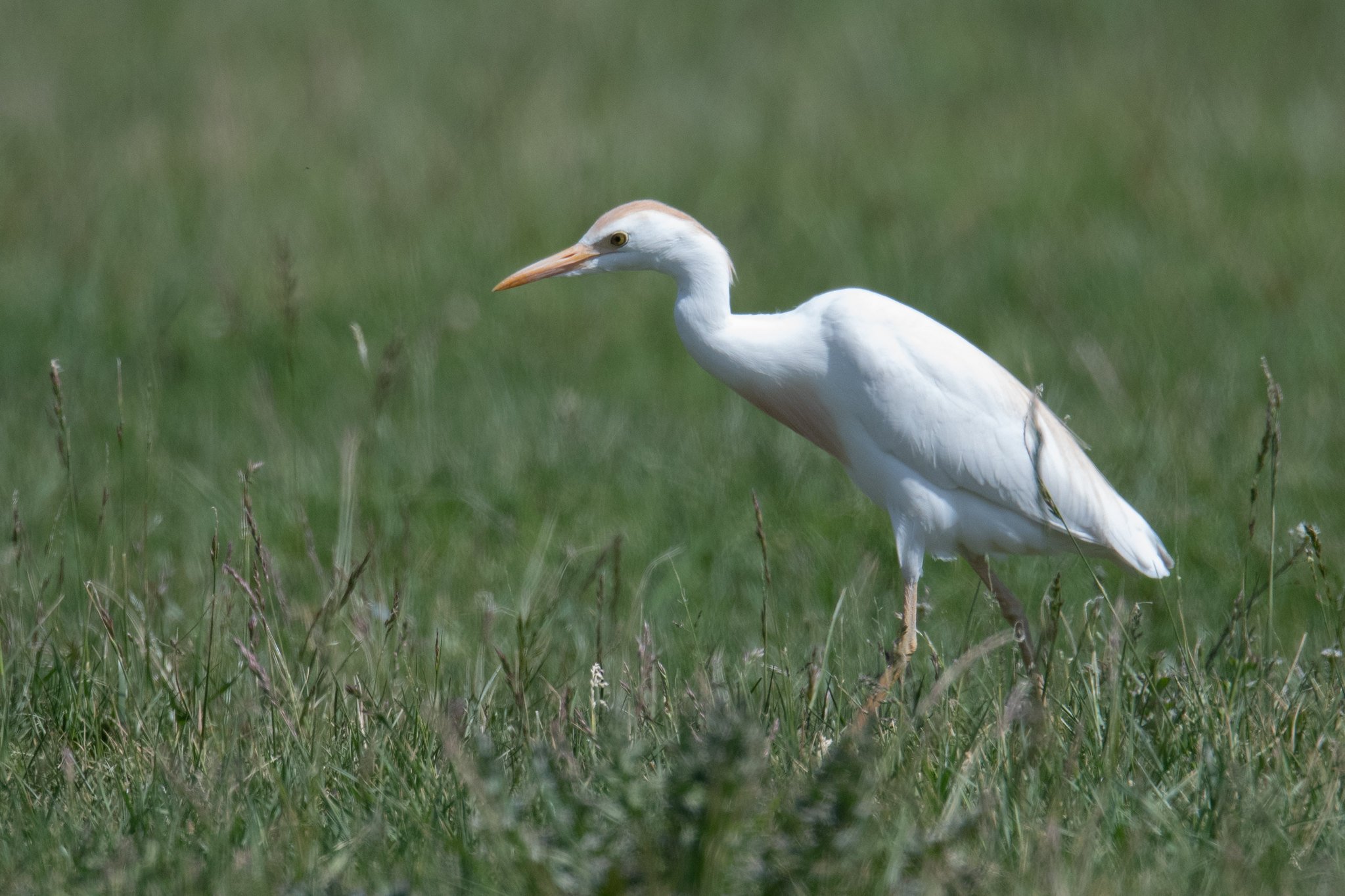 Western Cattle-Egret (Ardea ibis)