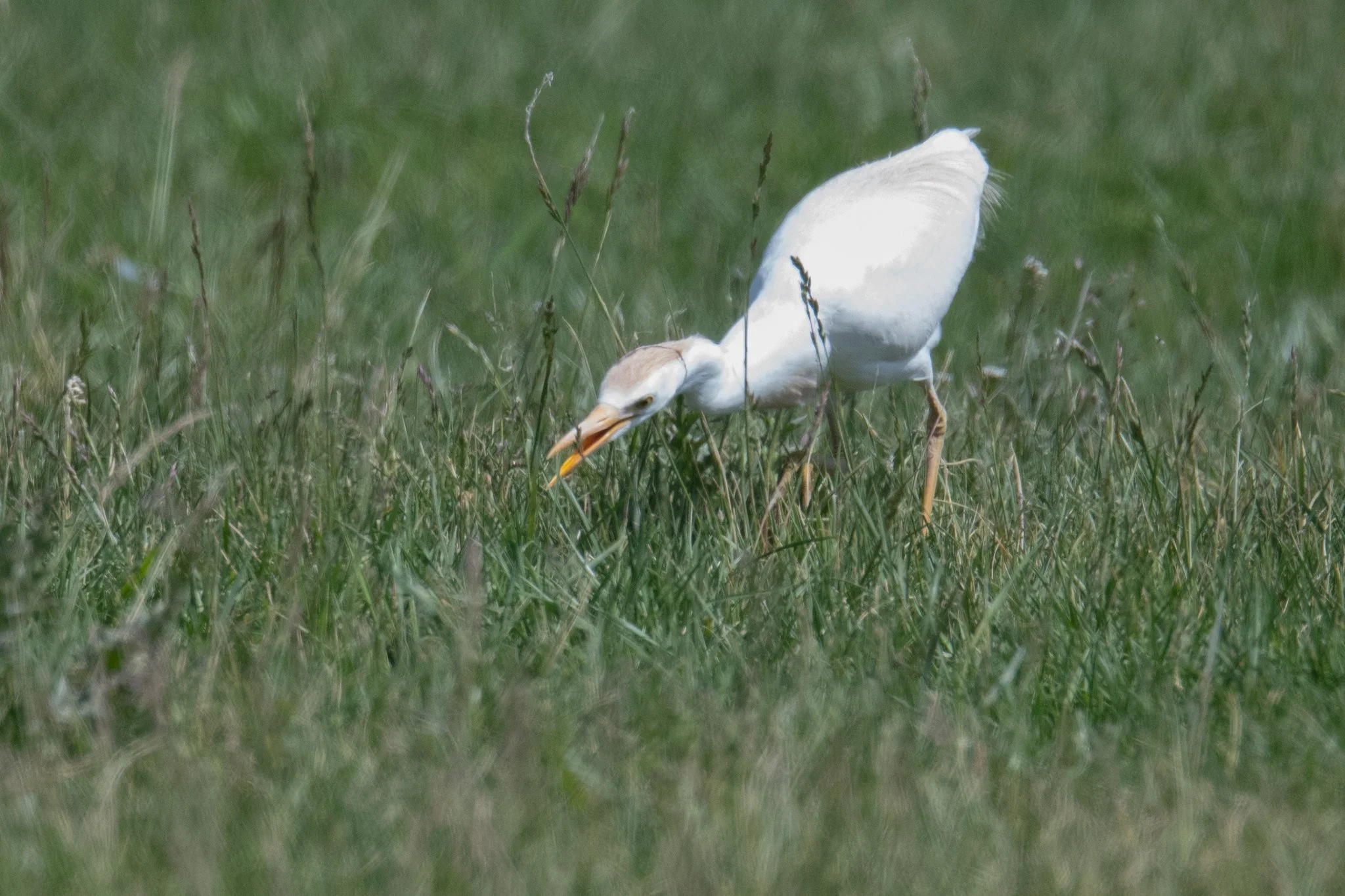 Western Cattle-Egret (Ardea ibis)