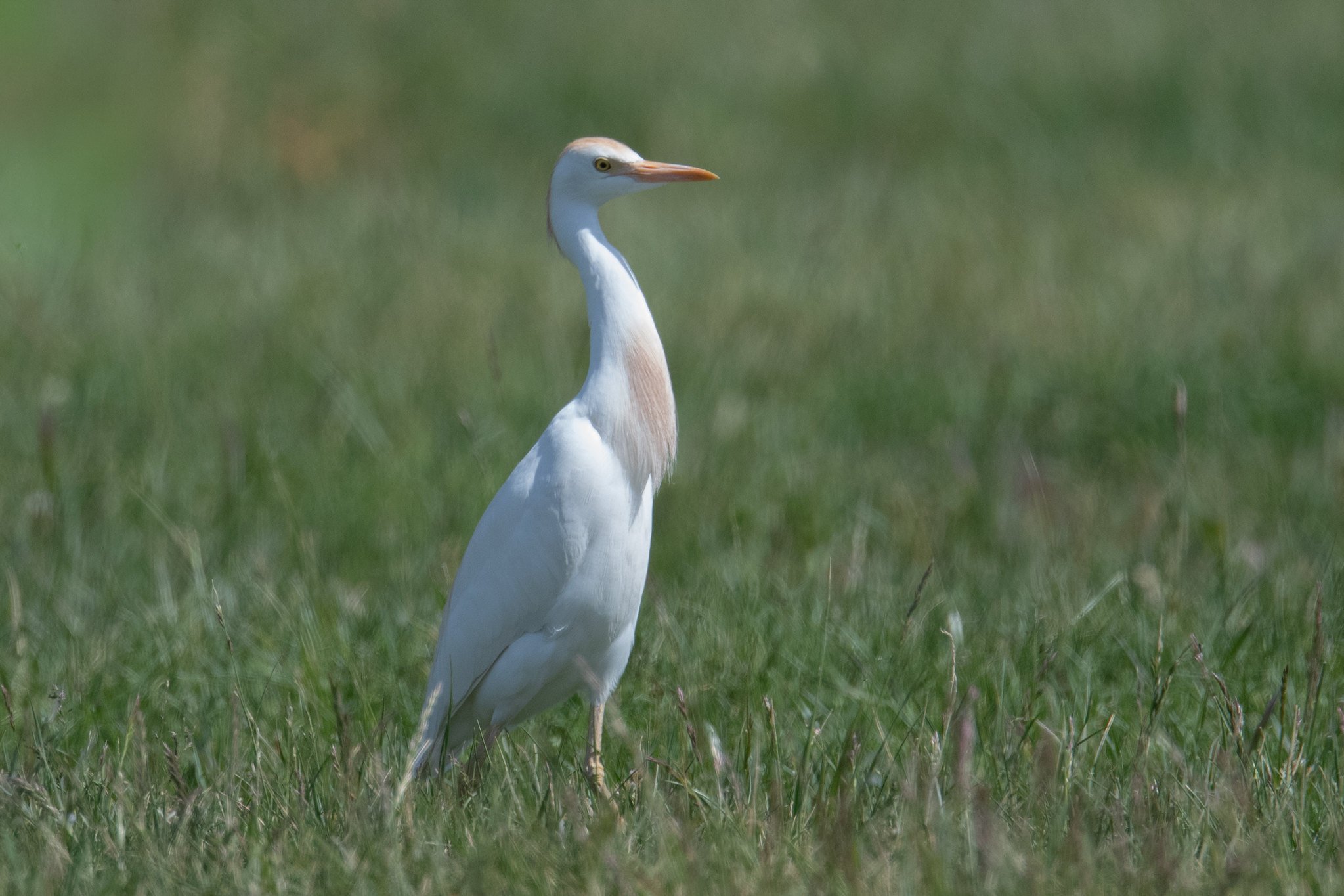 Western Cattle-Egret (Ardea ibis)