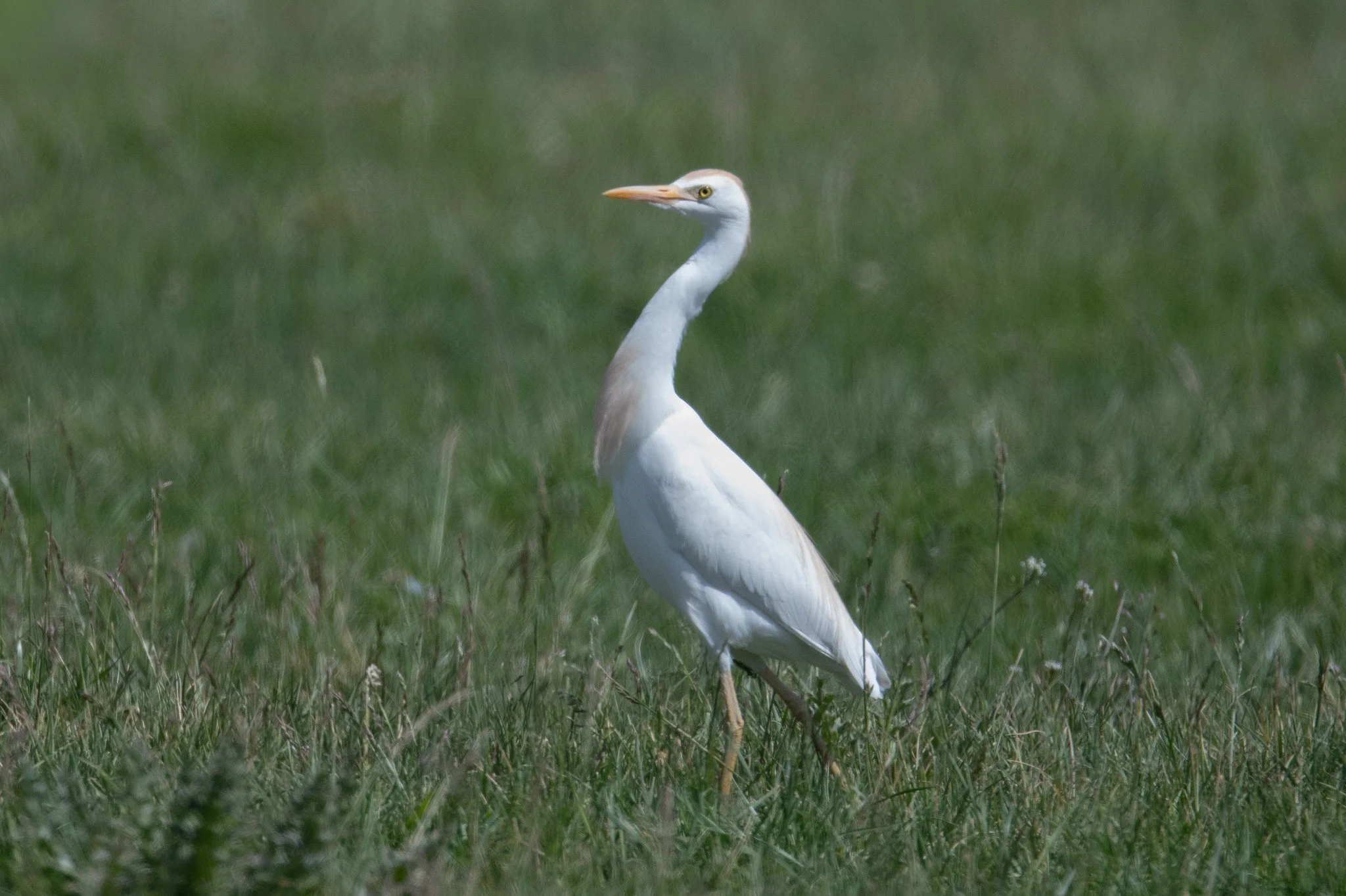 Western Cattle-Egret (Ardea ibis)