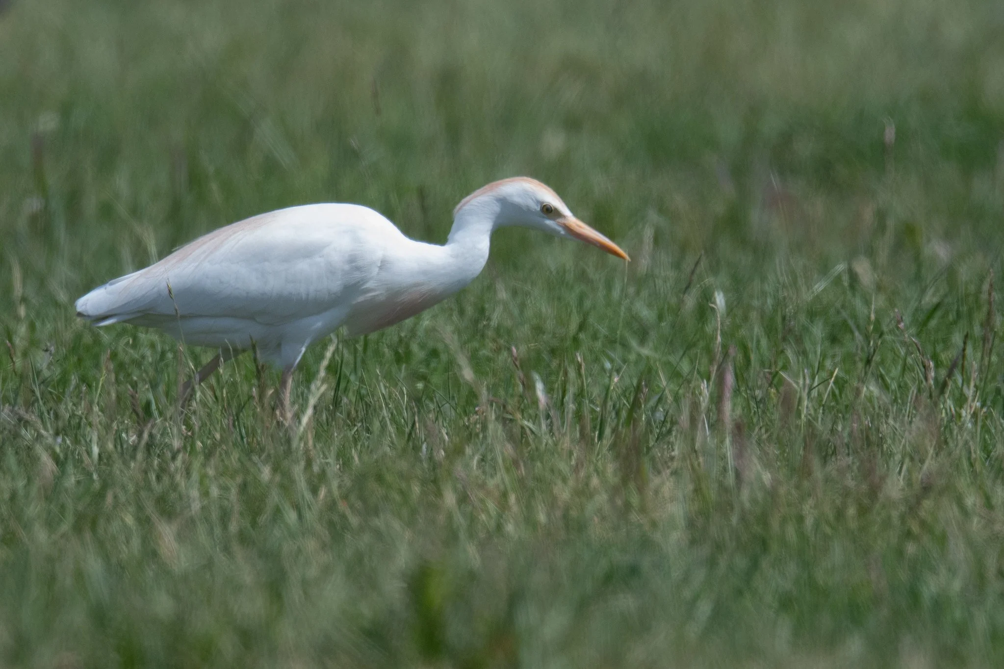 Western Cattle-Egret (Ardea ibis)
