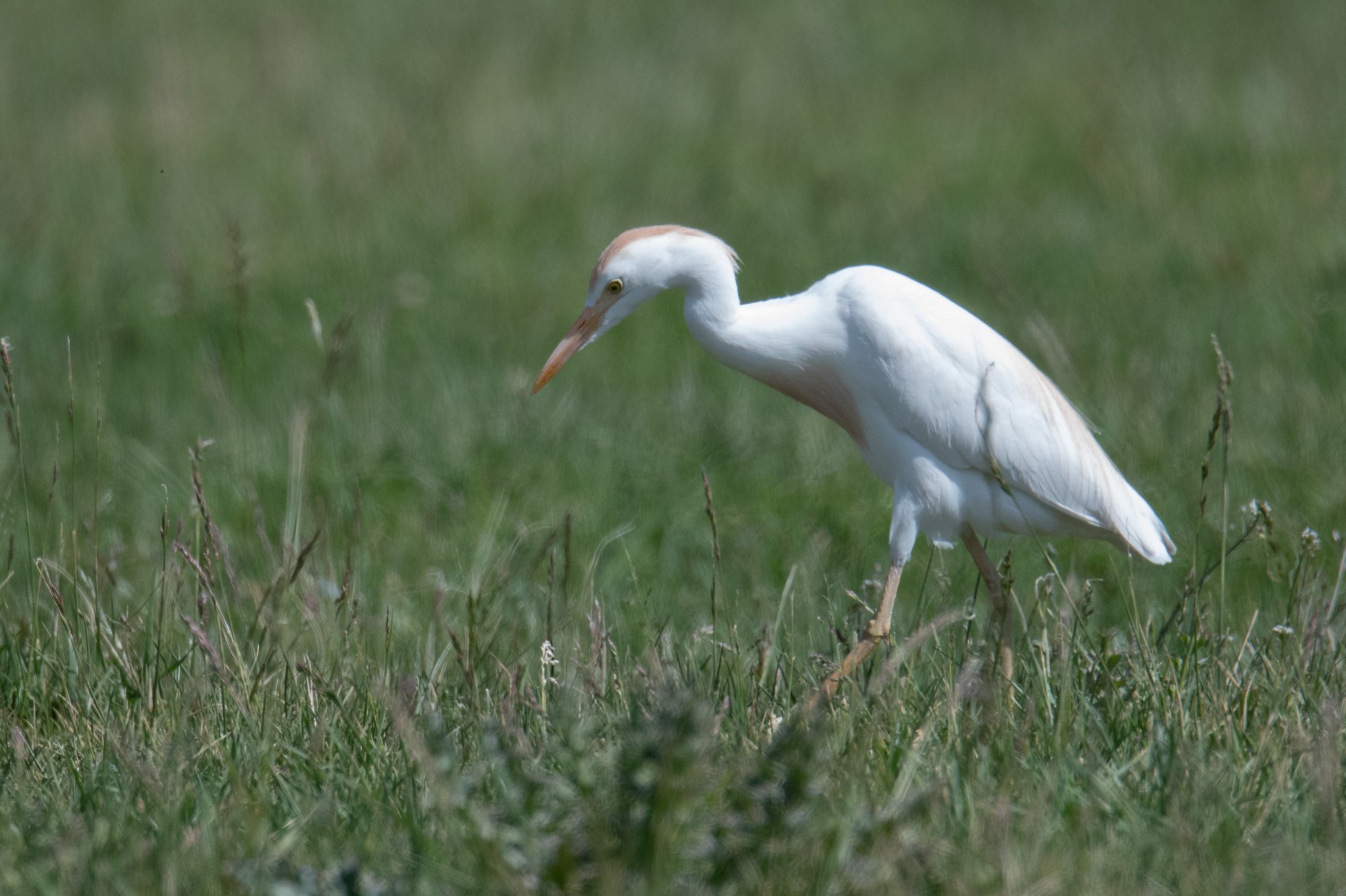 Western Cattle-Egret (Ardea ibis)