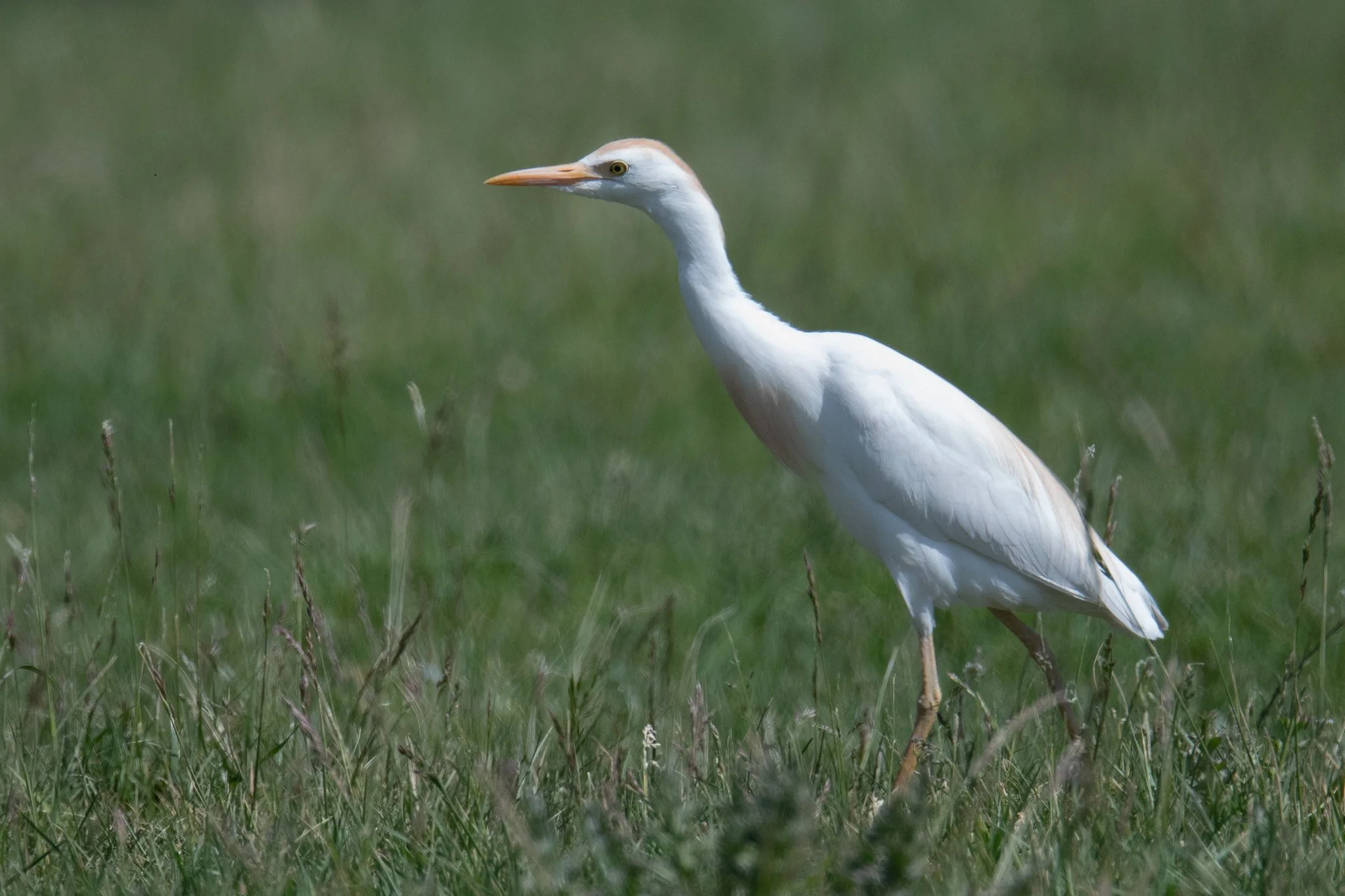 Western Cattle-Egret (Ardea ibis)