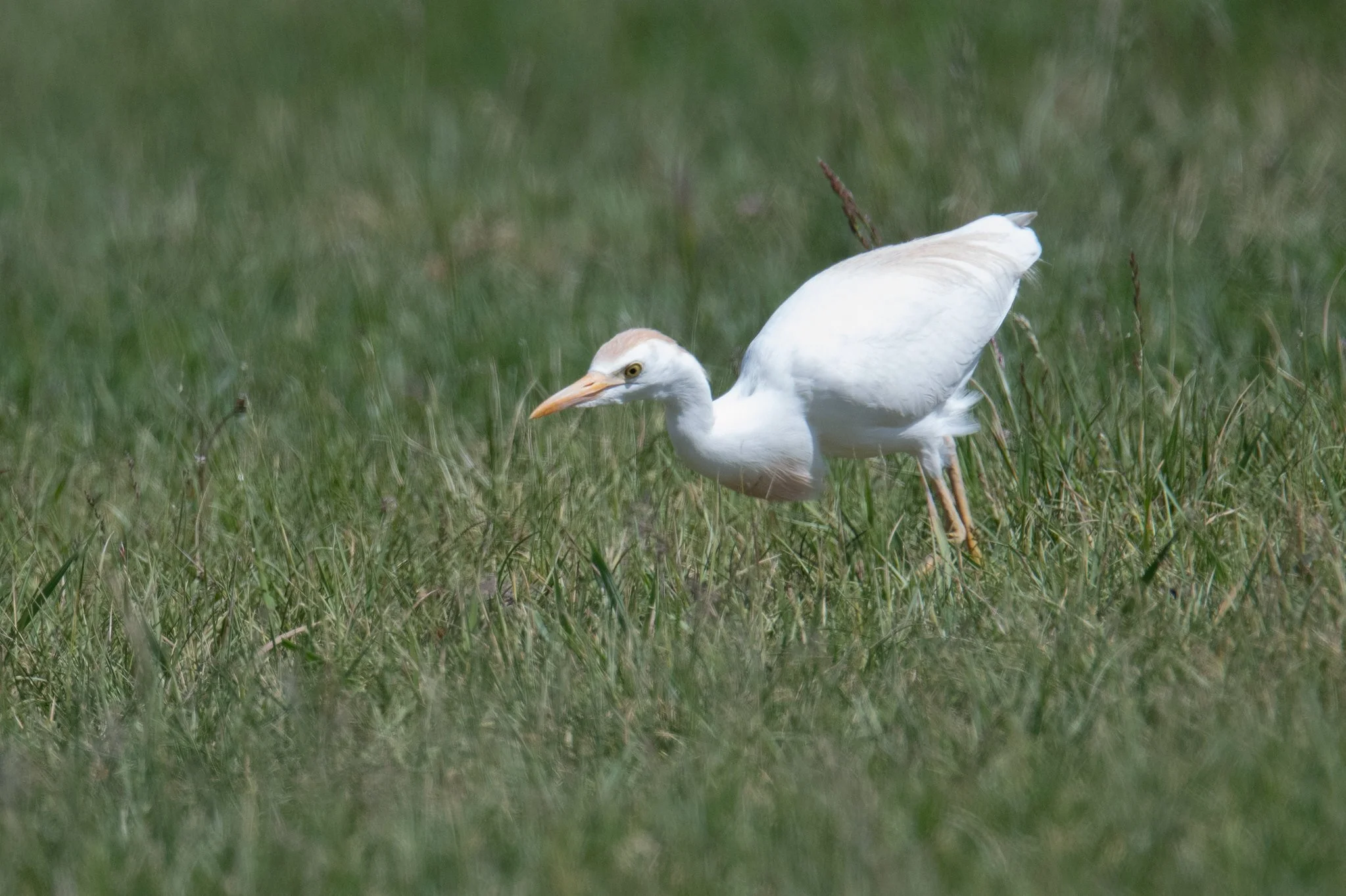 Western Cattle-Egret (Ardea ibis)