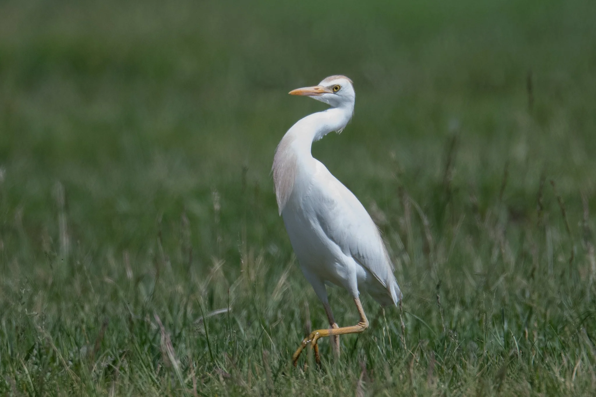 Western Cattle-Egret (Ardea ibis)