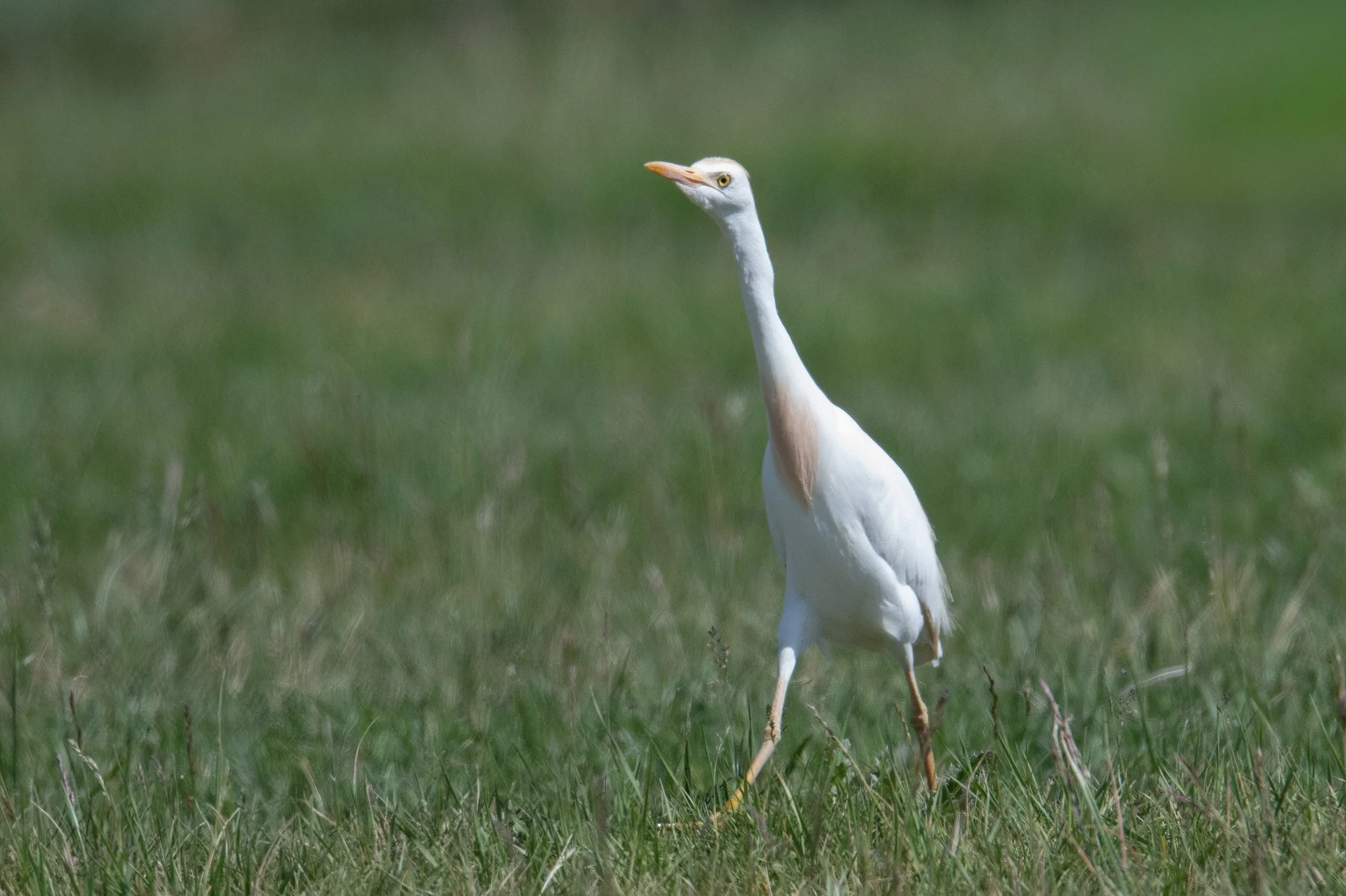 Western Cattle-Egret (Ardea ibis)