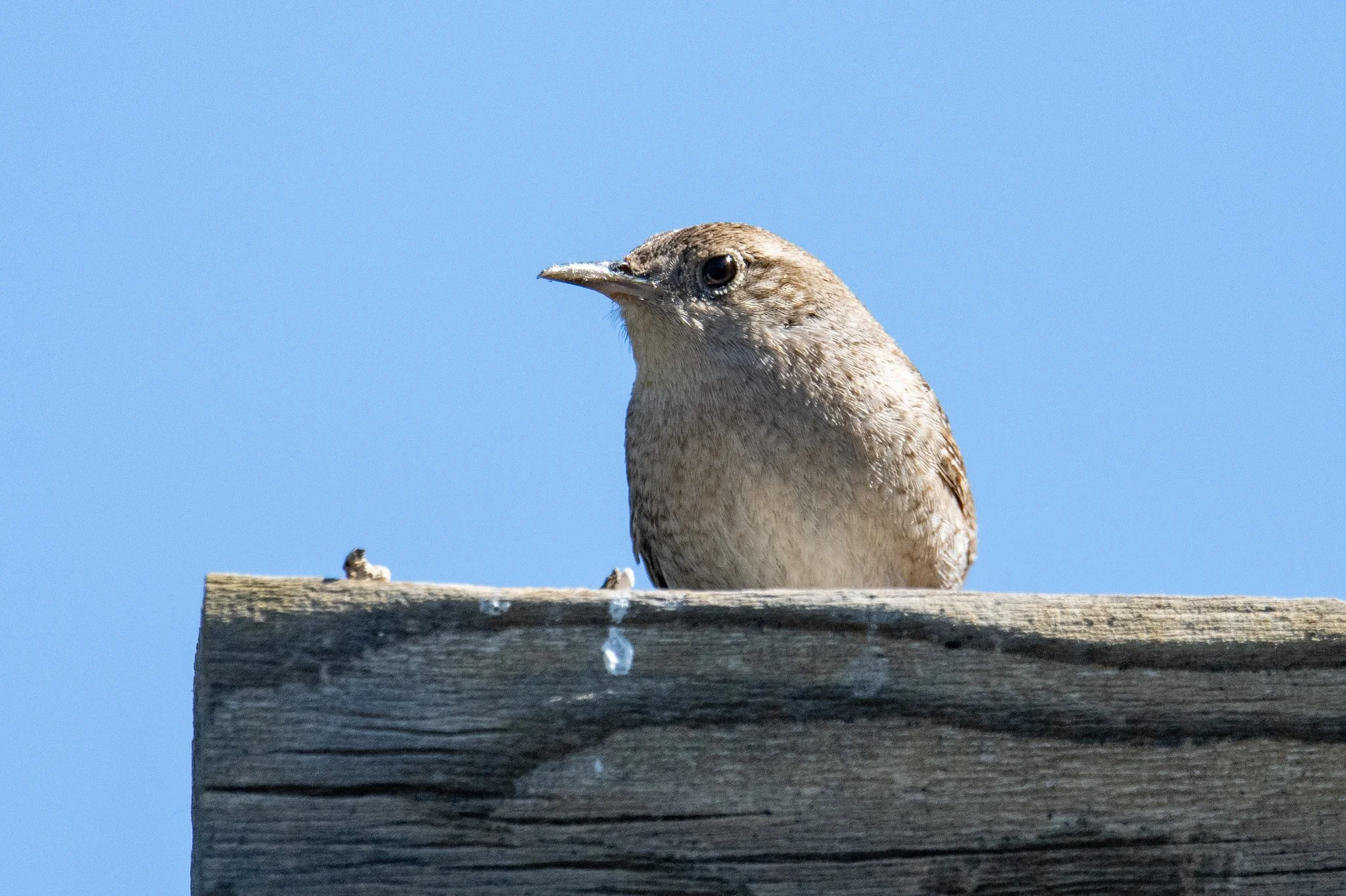 Northern House Wren (Troglodytes aedon)