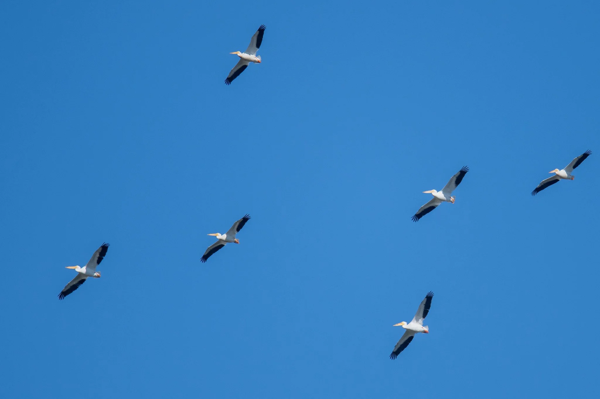 American White Pelican (Pelecanus erythrorhynchos)