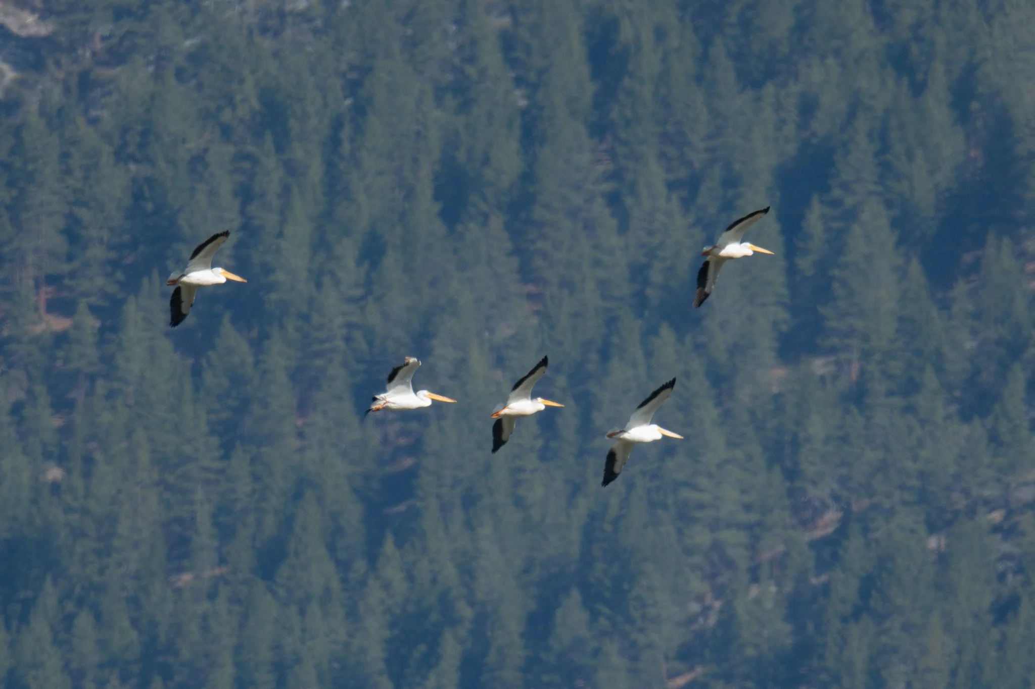 American White Pelican (Pelecanus erythrorhynchos)