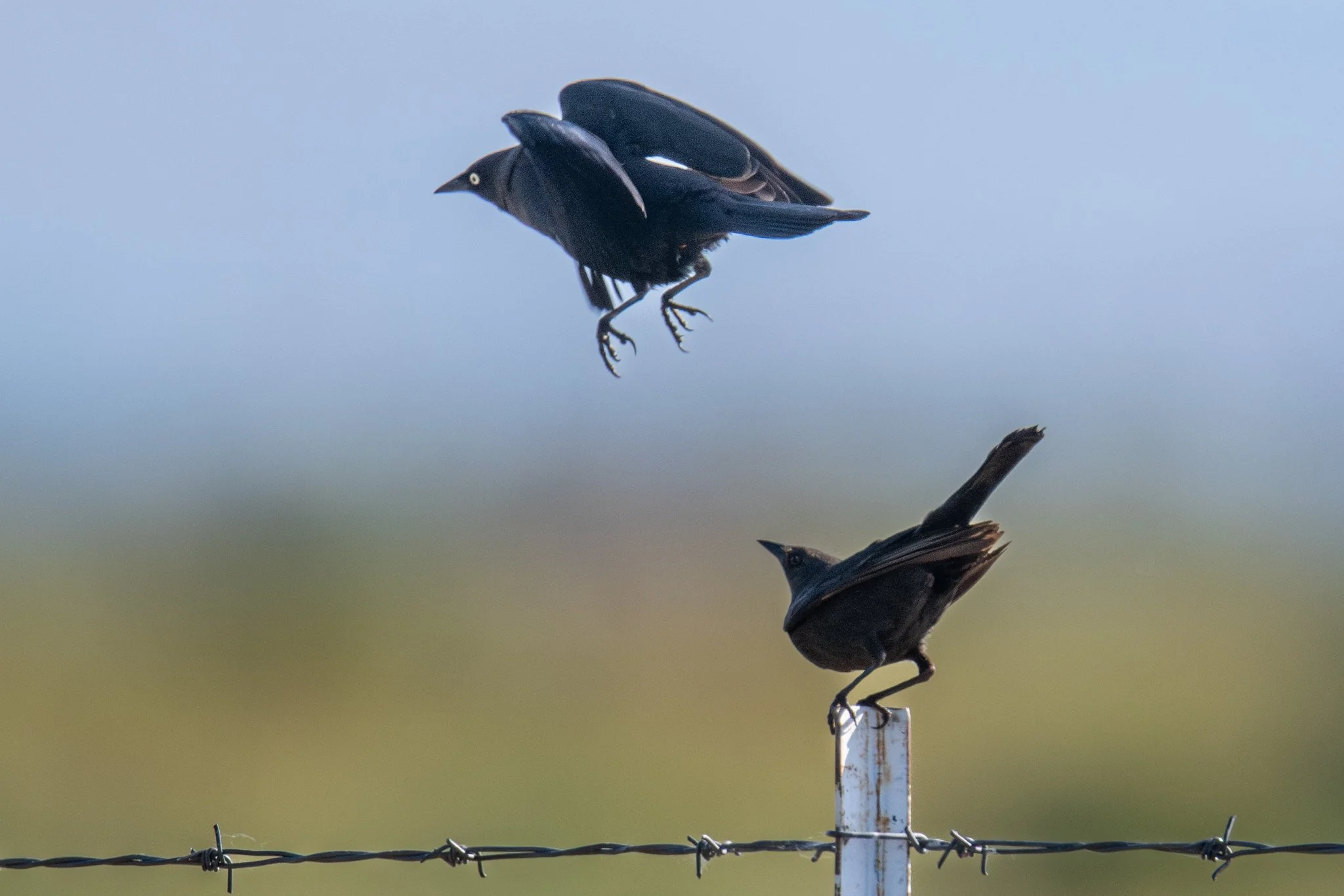 Brewer's Blackbird (Euphagus cyanocephalus)
