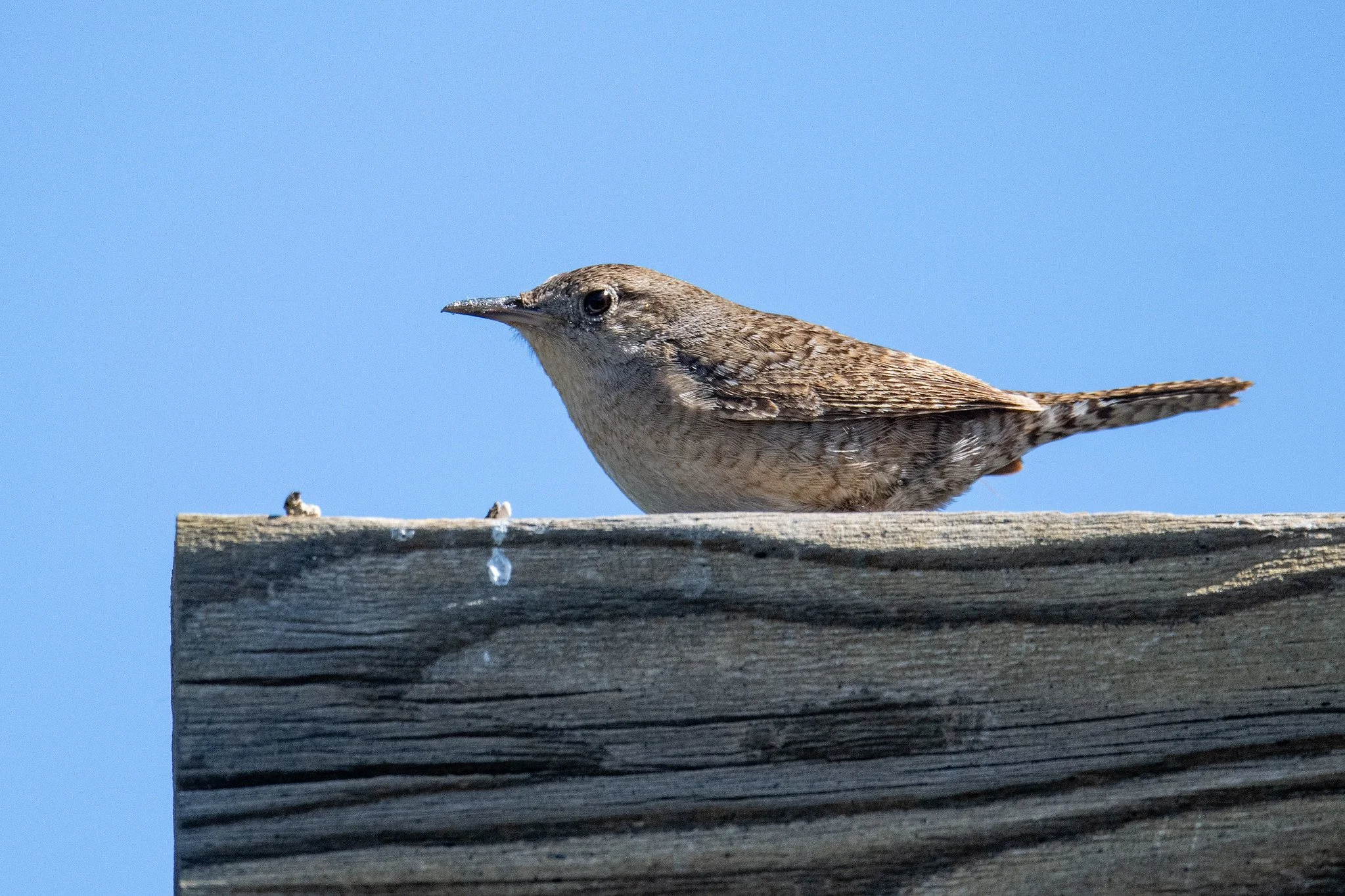 Northern House Wren (Troglodytes aedon)