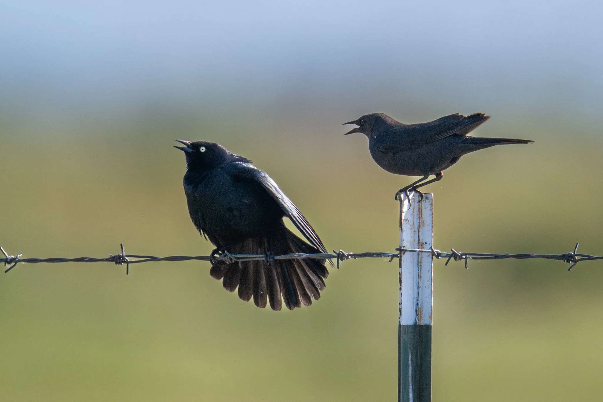 Brewer's Blackbird (Euphagus cyanocephalus)