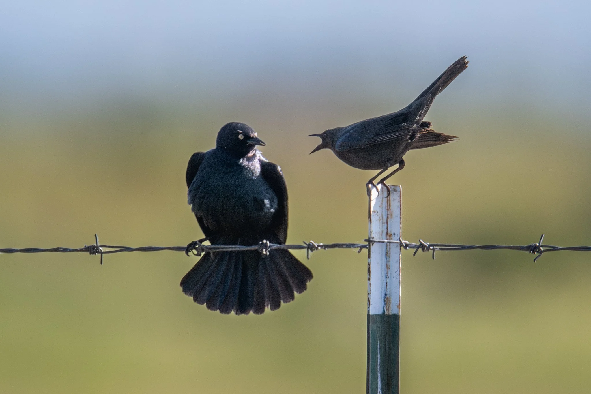 Brewer's Blackbird (Euphagus cyanocephalus)