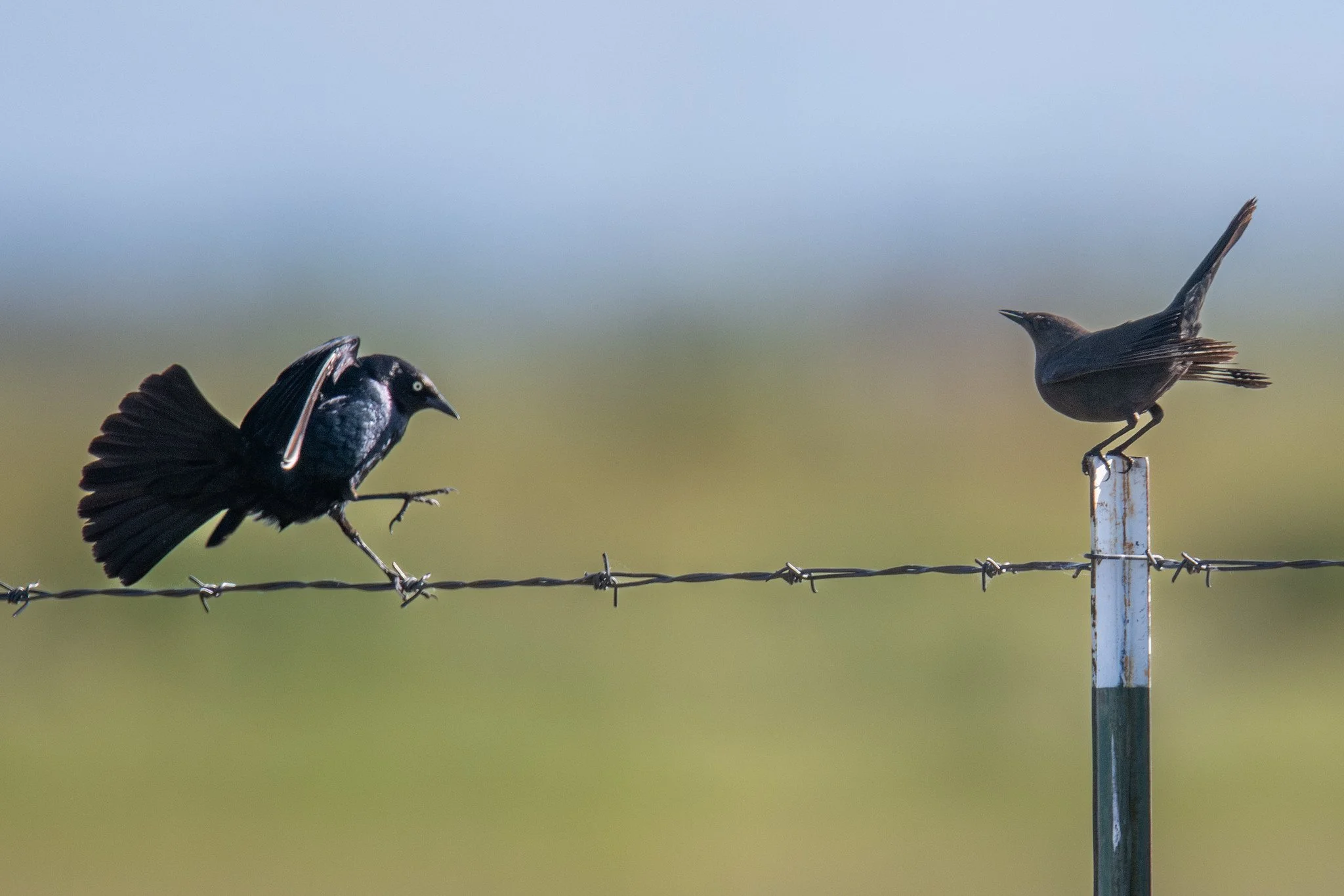 Brewer's Blackbird (Euphagus cyanocephalus)