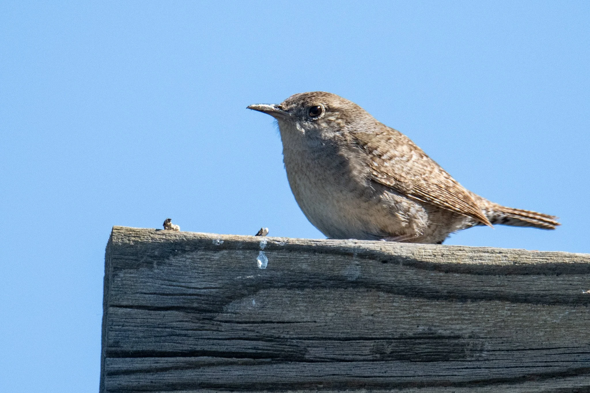 Northern House Wren (Troglodytes aedon)