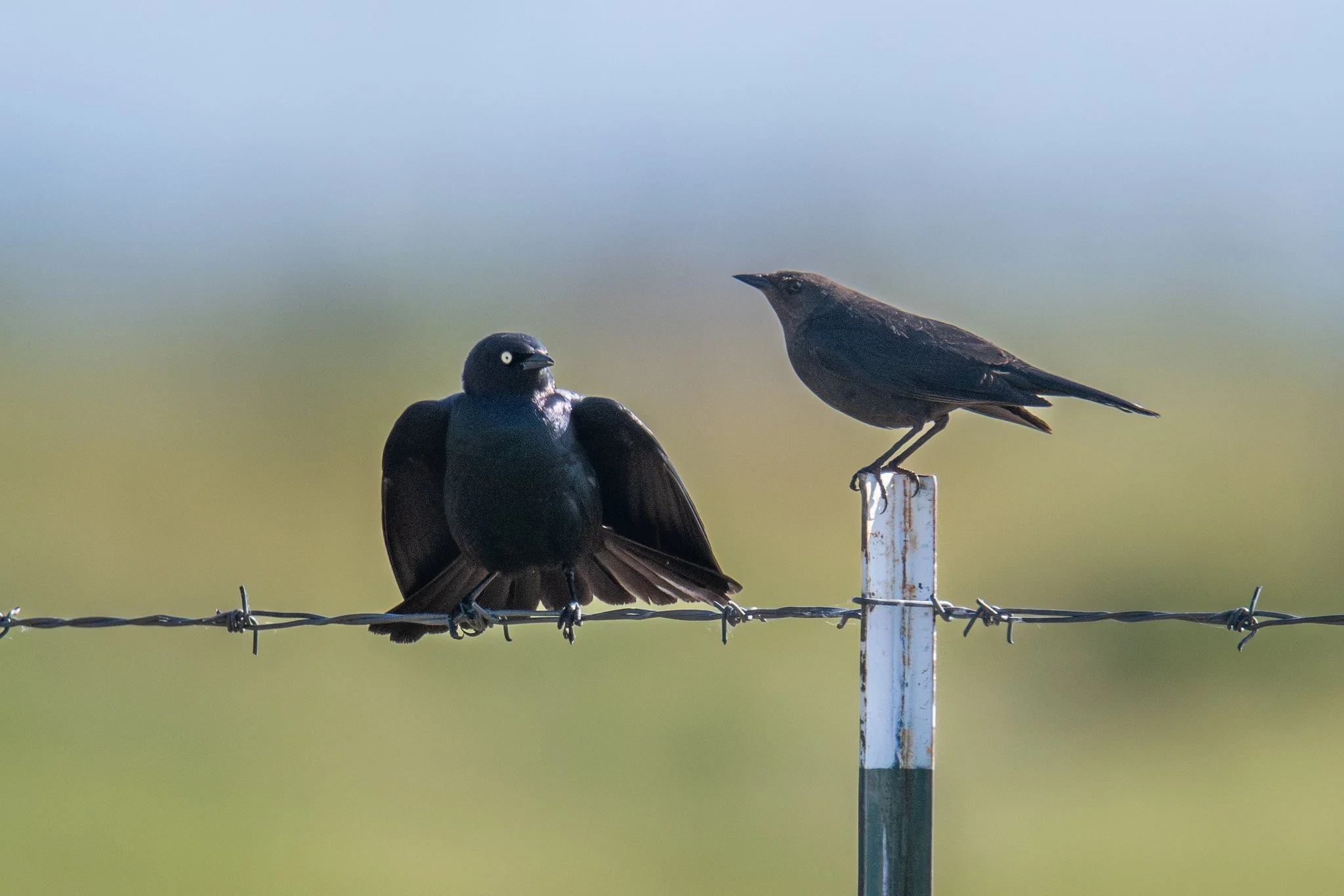 Brewer's Blackbird (Euphagus cyanocephalus)