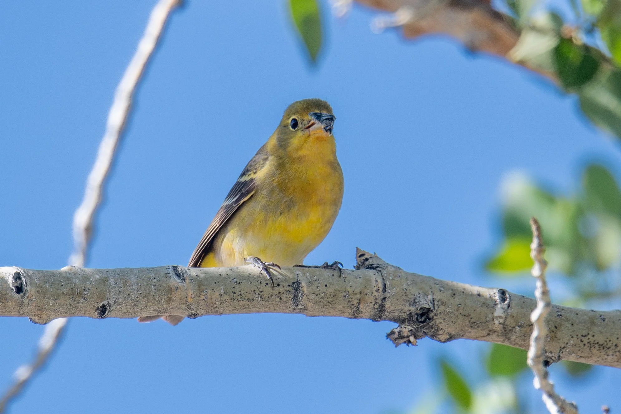 Western Tanager (Piranga ludoviciana)