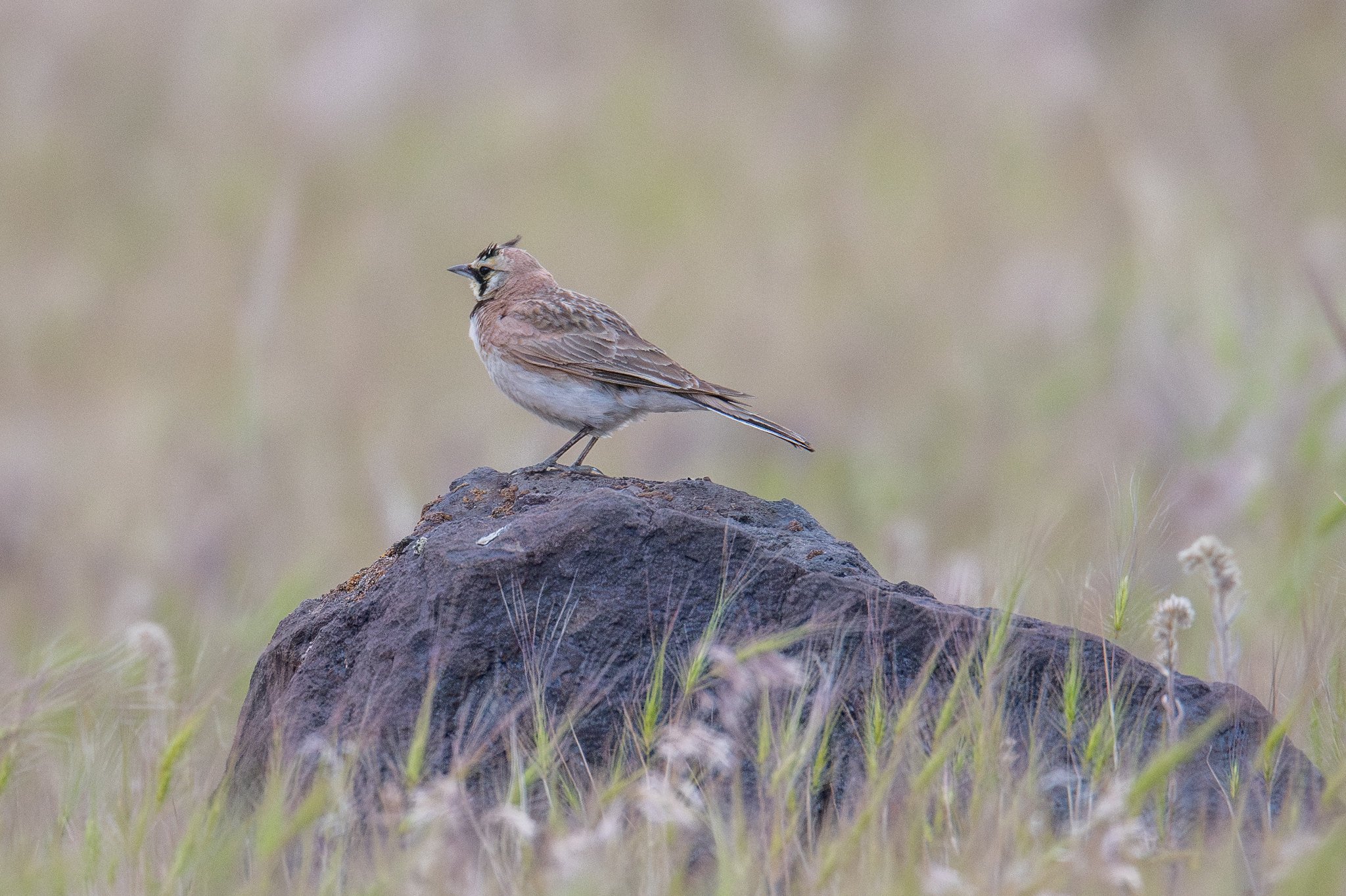 Horned Lark (Eremophila alpestris)
