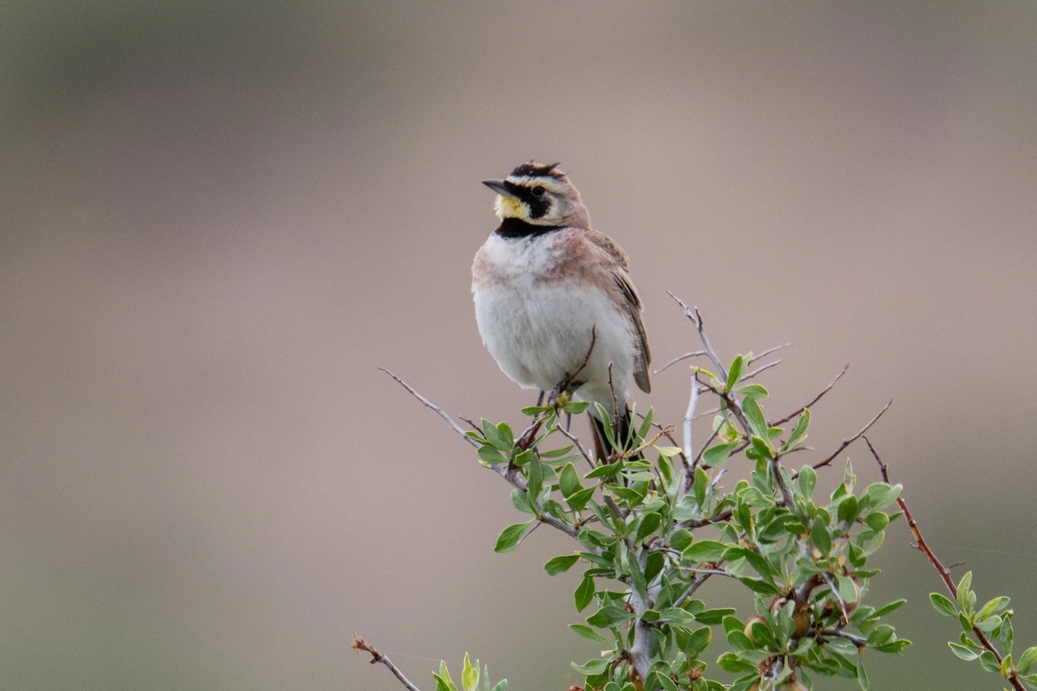 Horned Lark (Eremophila alpestris)