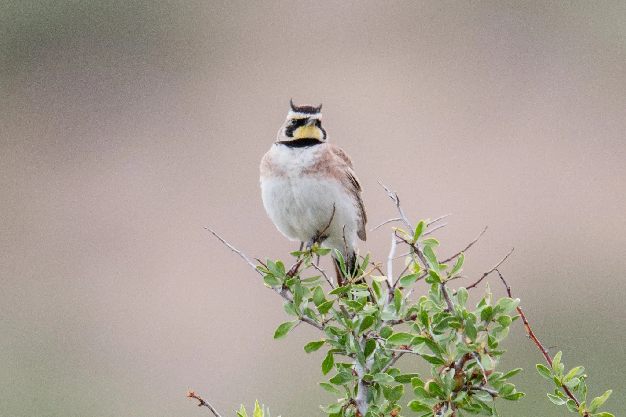 Horned Lark (Eremophila alpestris)