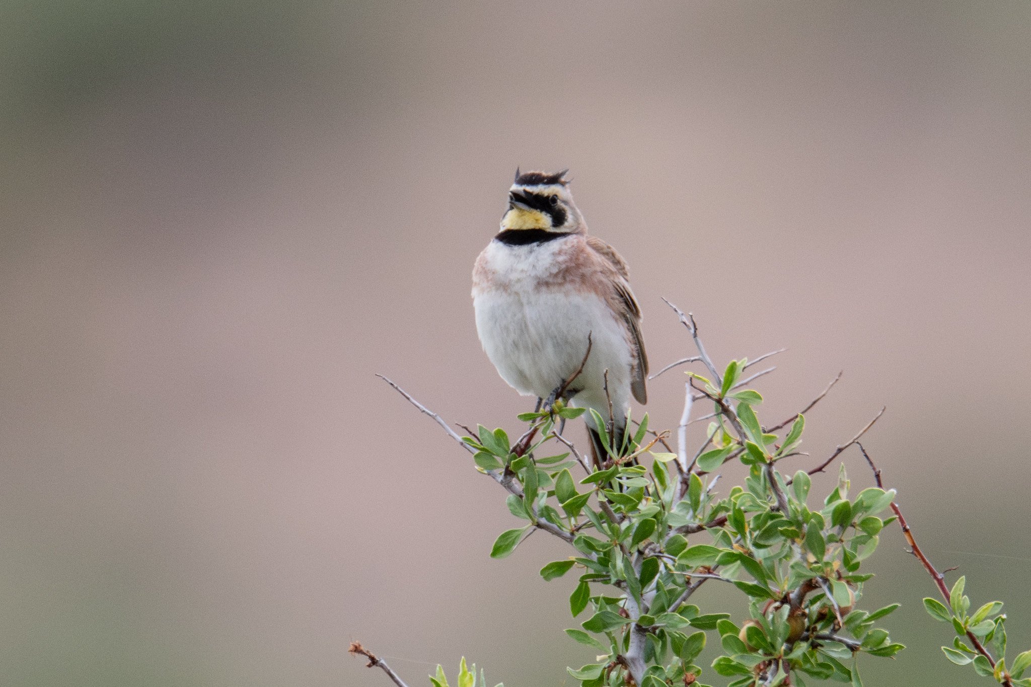 Horned Lark (Eremophila alpestris)