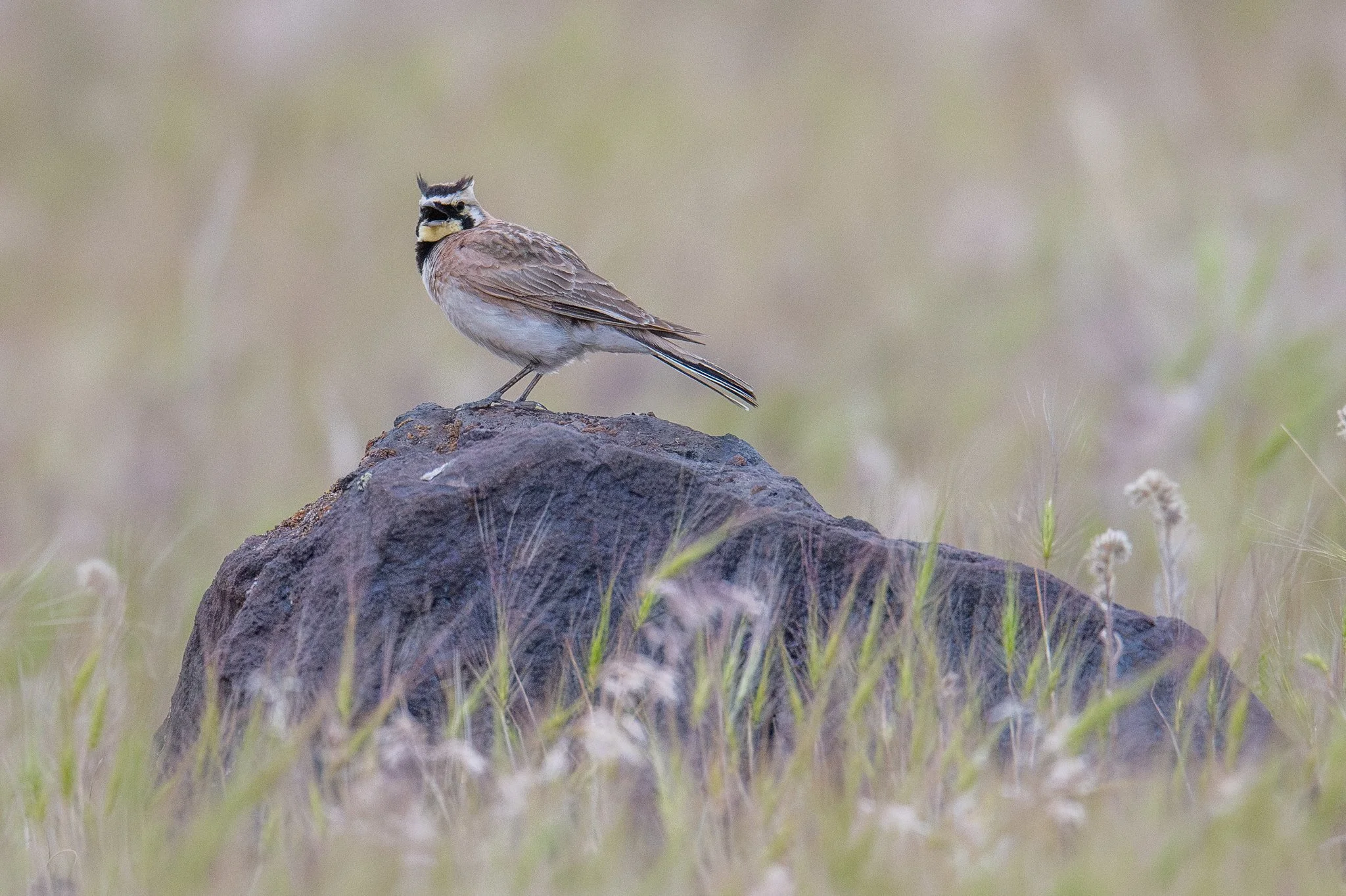 Horned Lark (Eremophila alpestris)