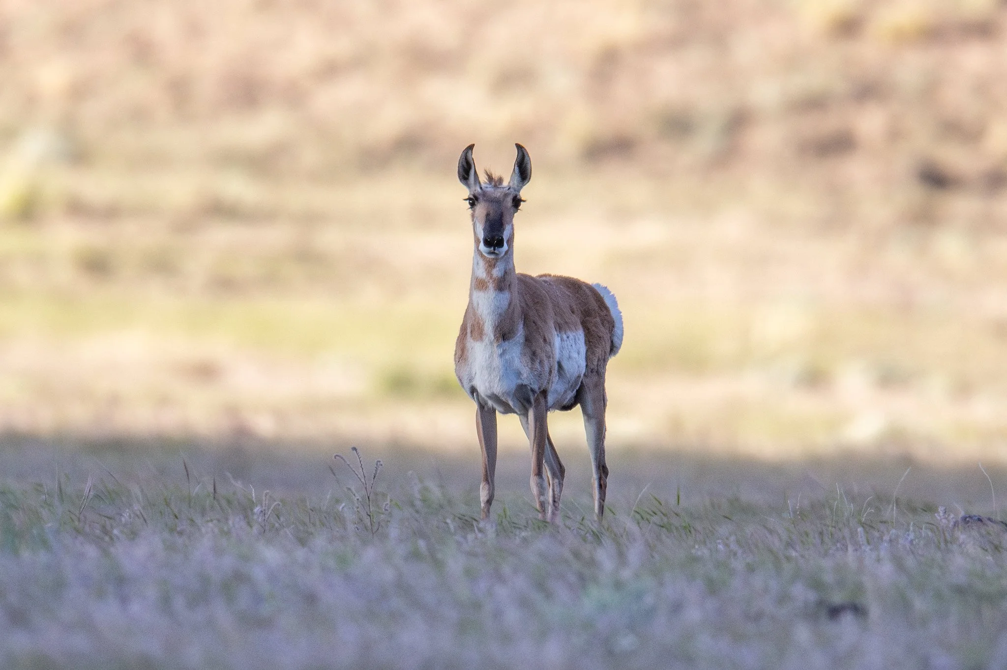 Pronghorn (Antilocapra americana)
