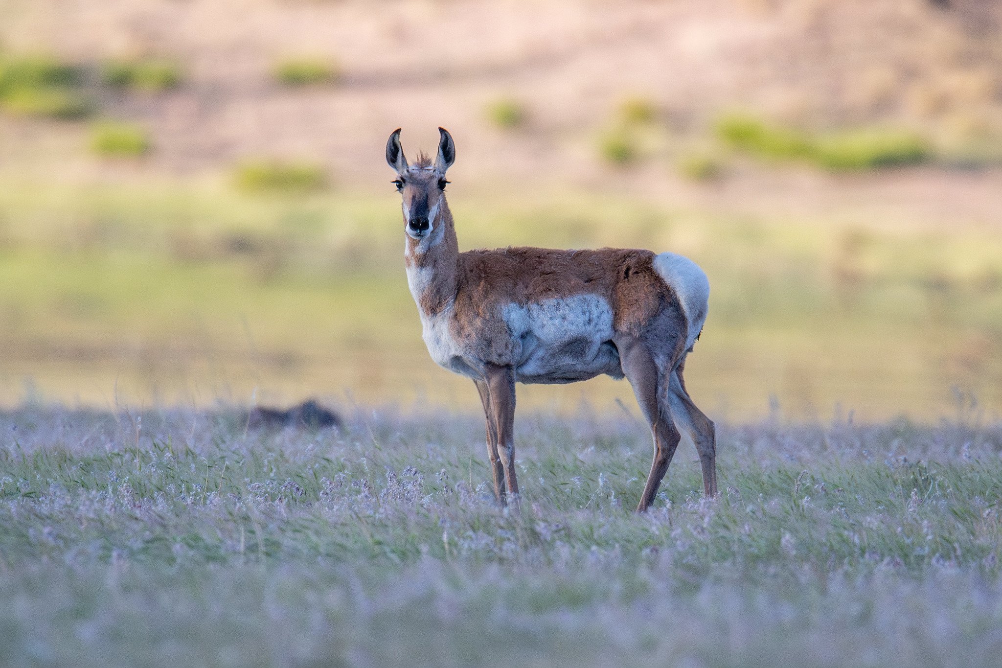 Pronghorn (Antilocapra americana)