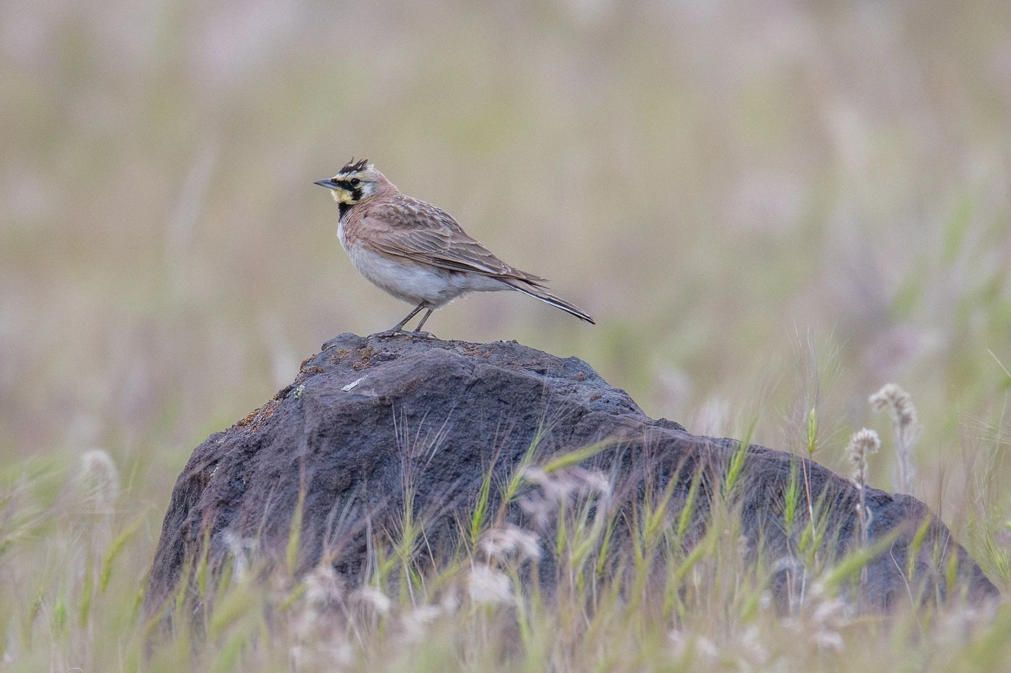 Horned Lark (Eremophila alpestris)