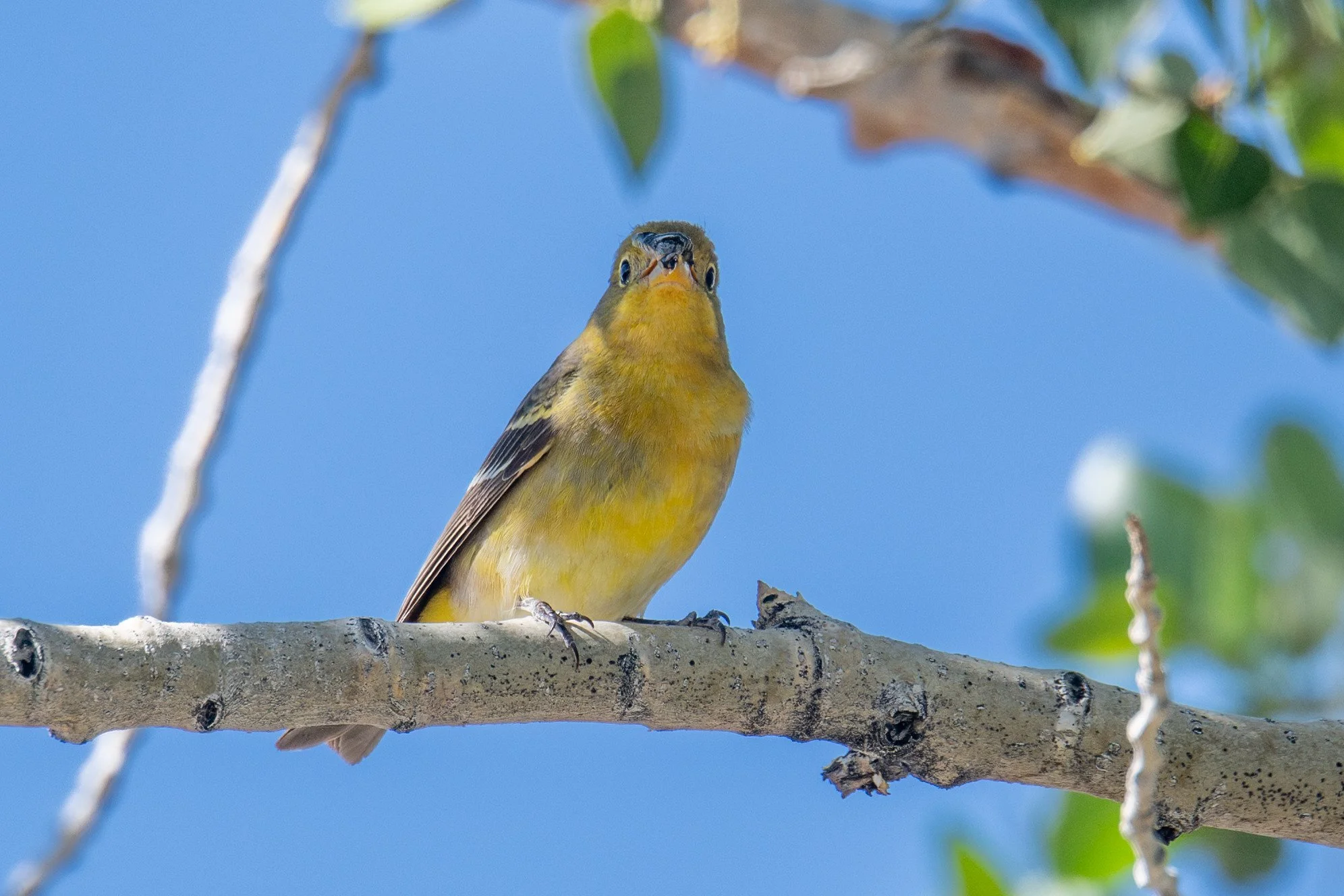 Western Tanager (Piranga ludoviciana)