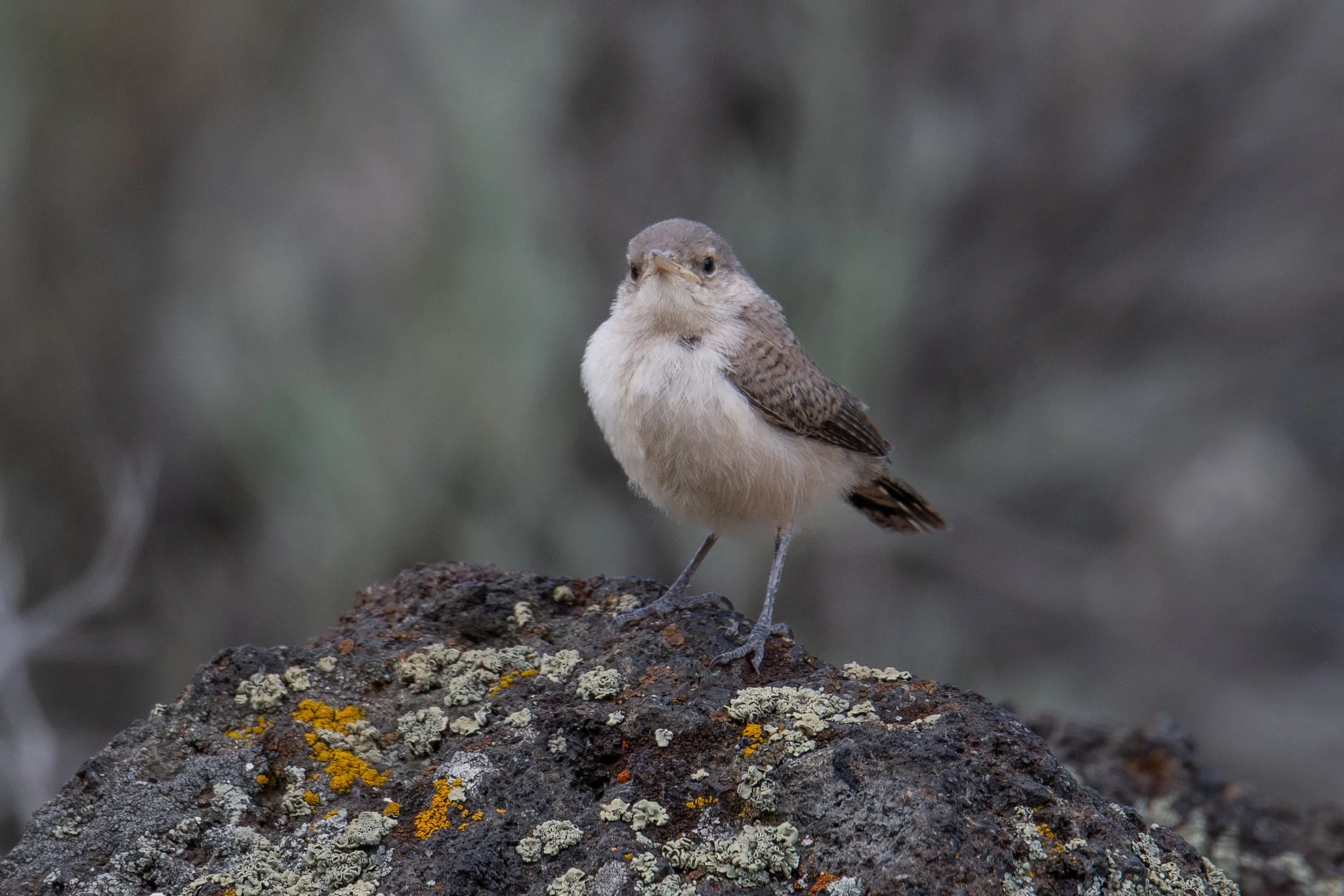 Rock Wren (Salpinctes obsoletus)