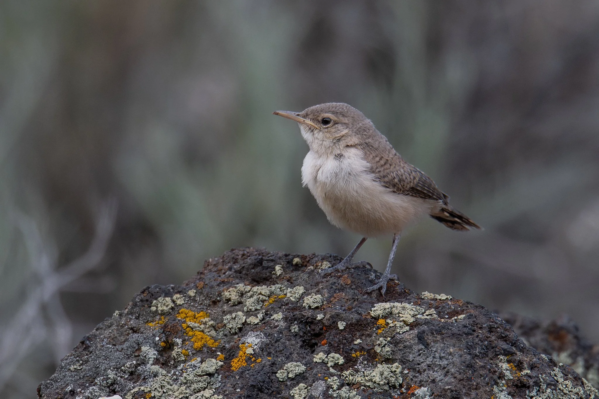 Rock Wren (Salpinctes obsoletus)