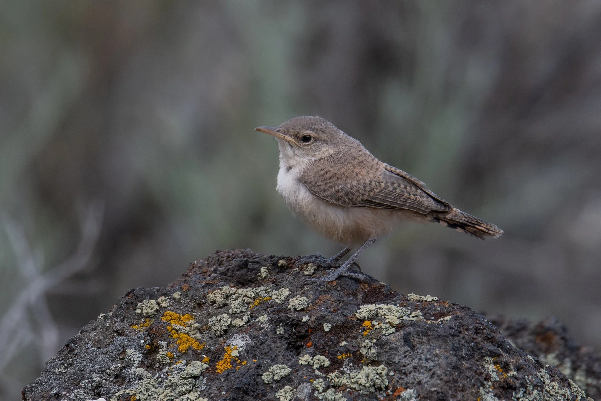 Rock Wren (Salpinctes obsoletus)