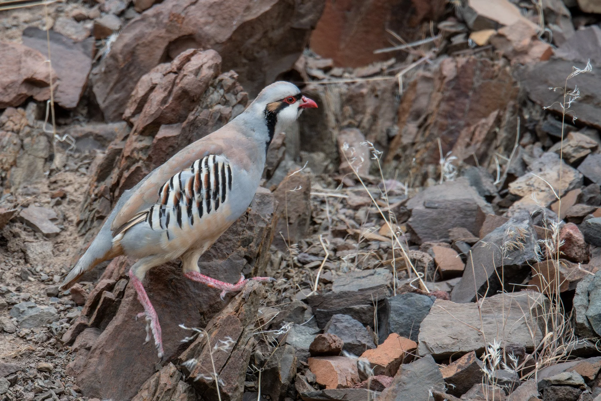 Chukar (Alectoris chukar)