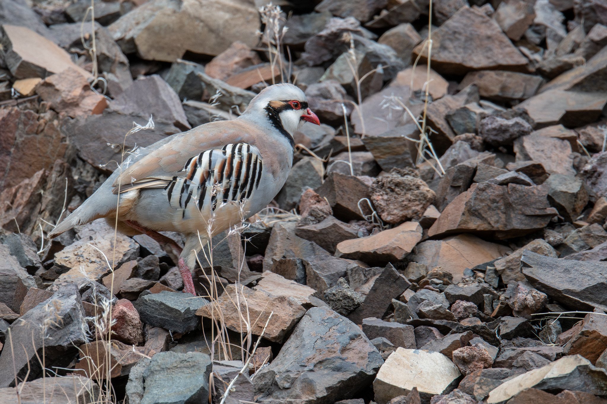 Chukar (Alectoris chukar)