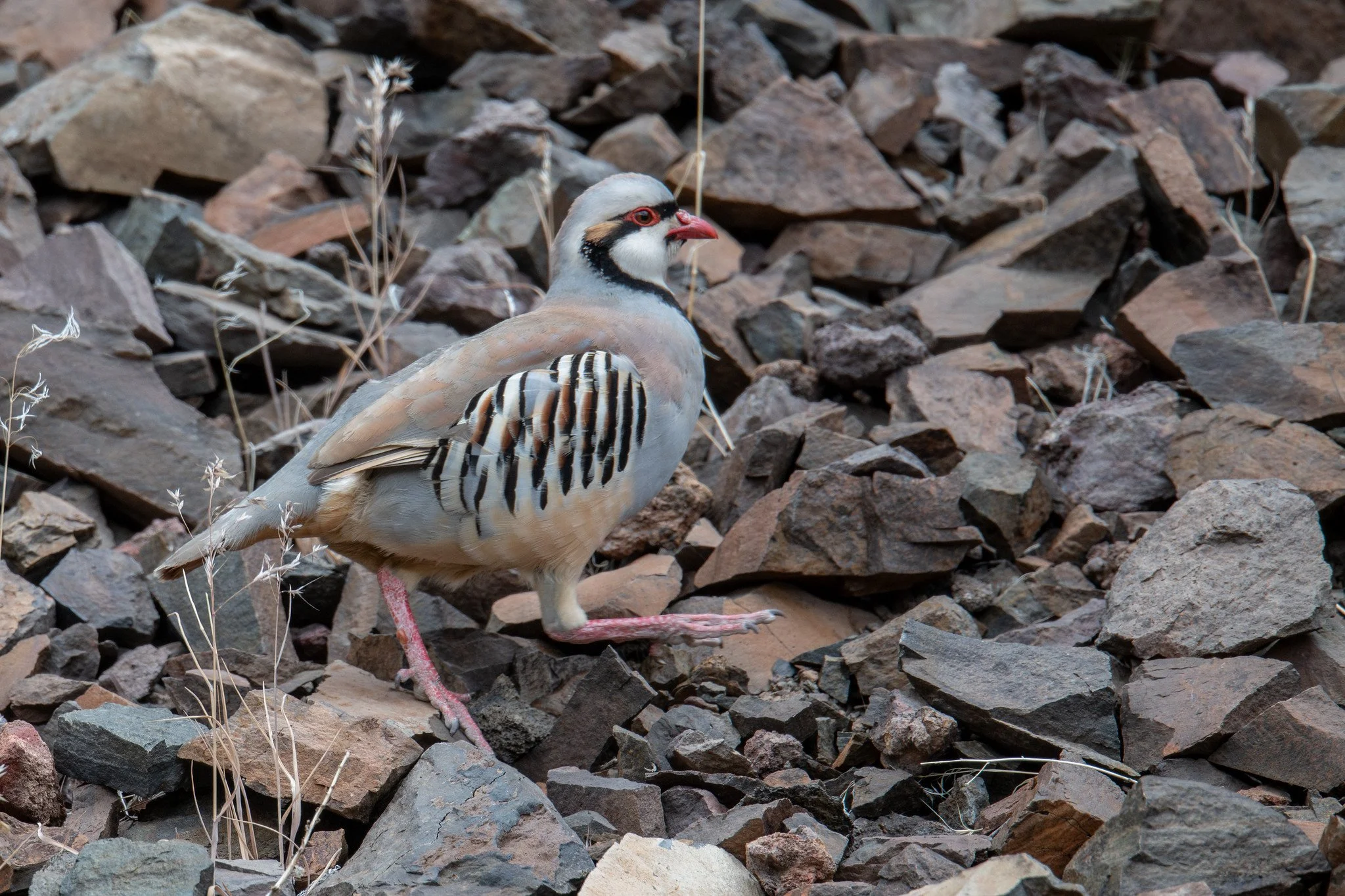 Chukar (Alectoris chukar)